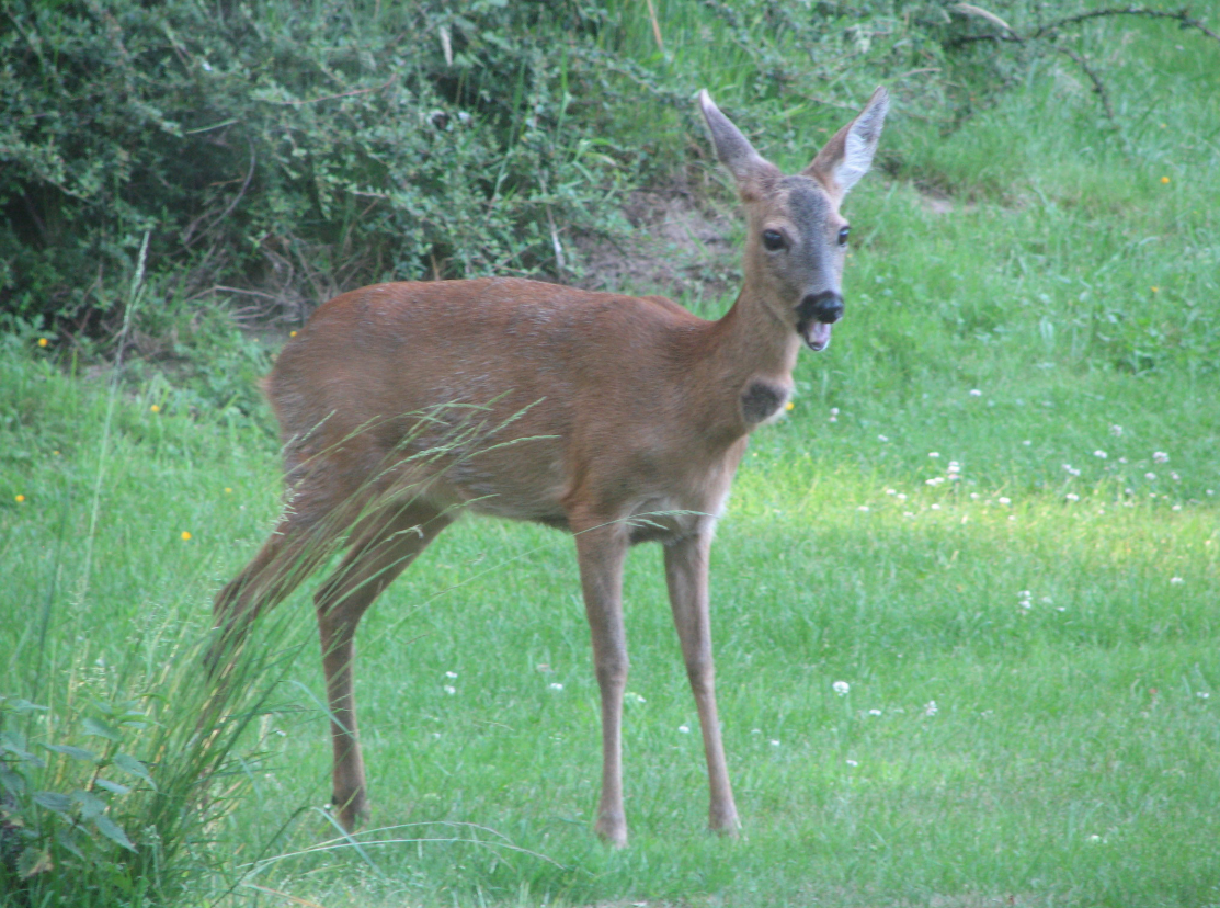 Naturhäuschen in Markelo