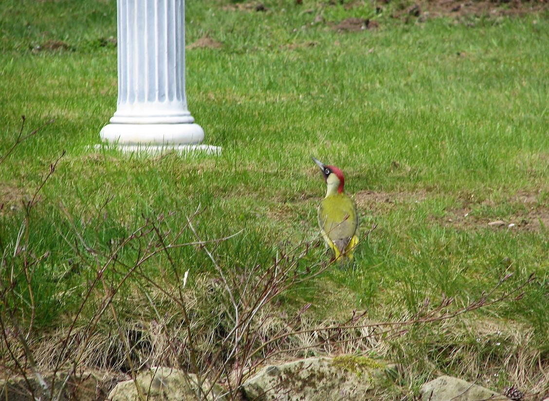 Naturhäuschen in Markelo
