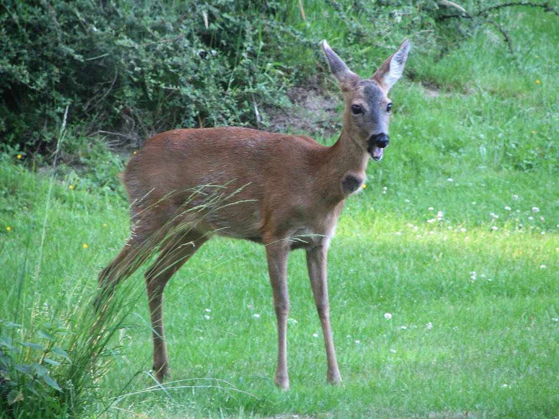 Naturhäuschen in Markelo