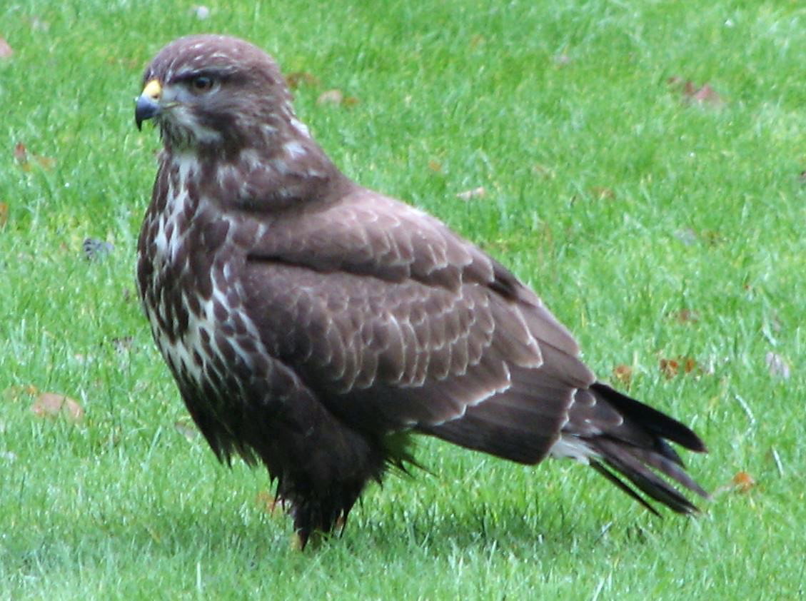 Naturhäuschen in Markelo