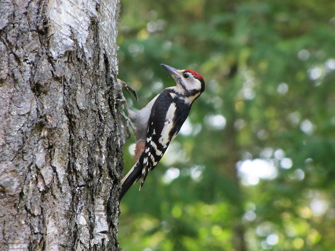 Naturhäuschen in Markelo