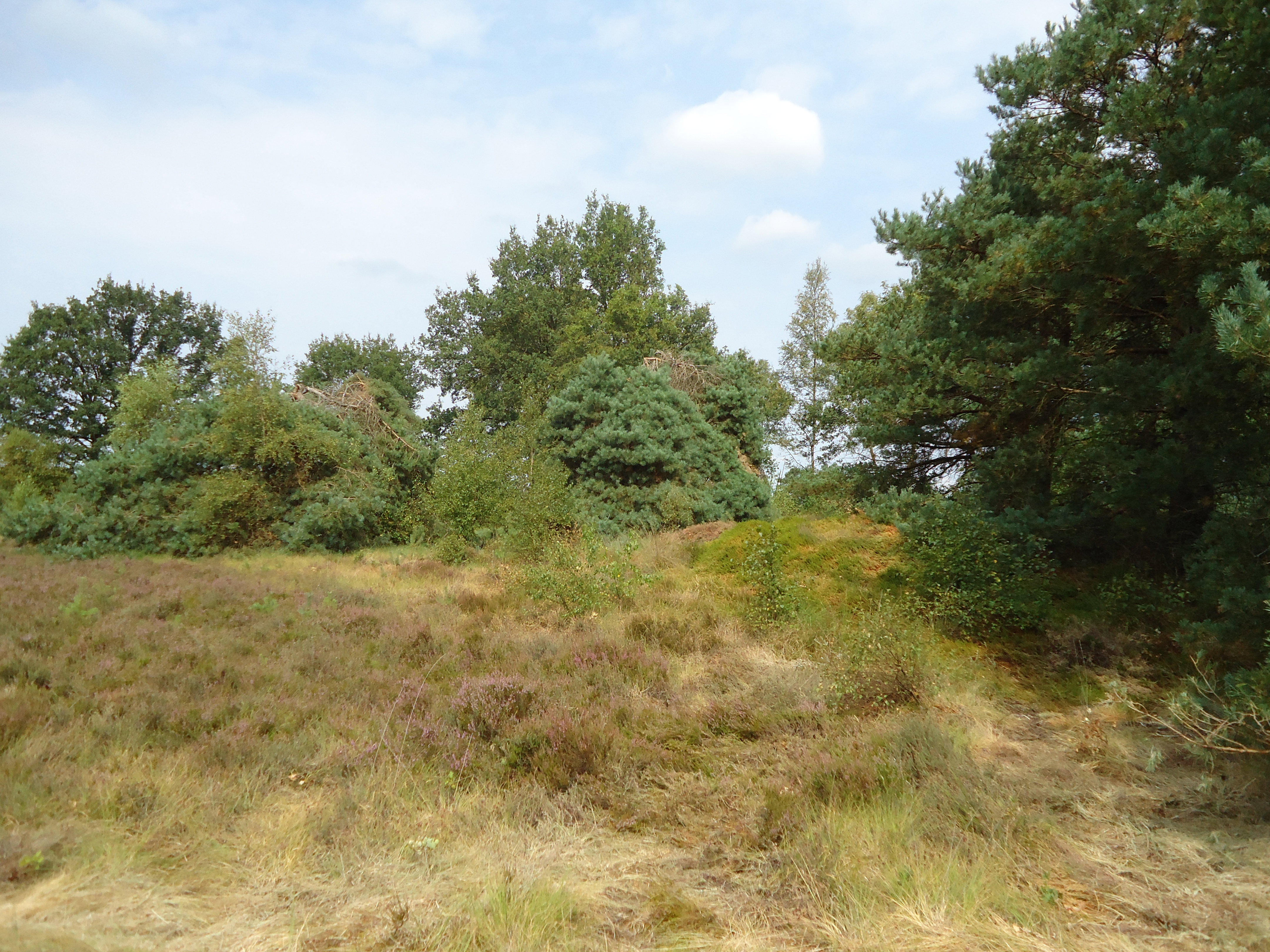 Maison nature à Dwingeloo