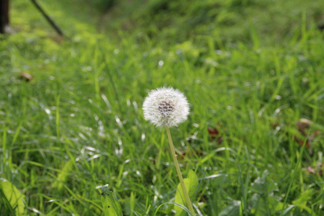 Natuurhuisje in Beuningen