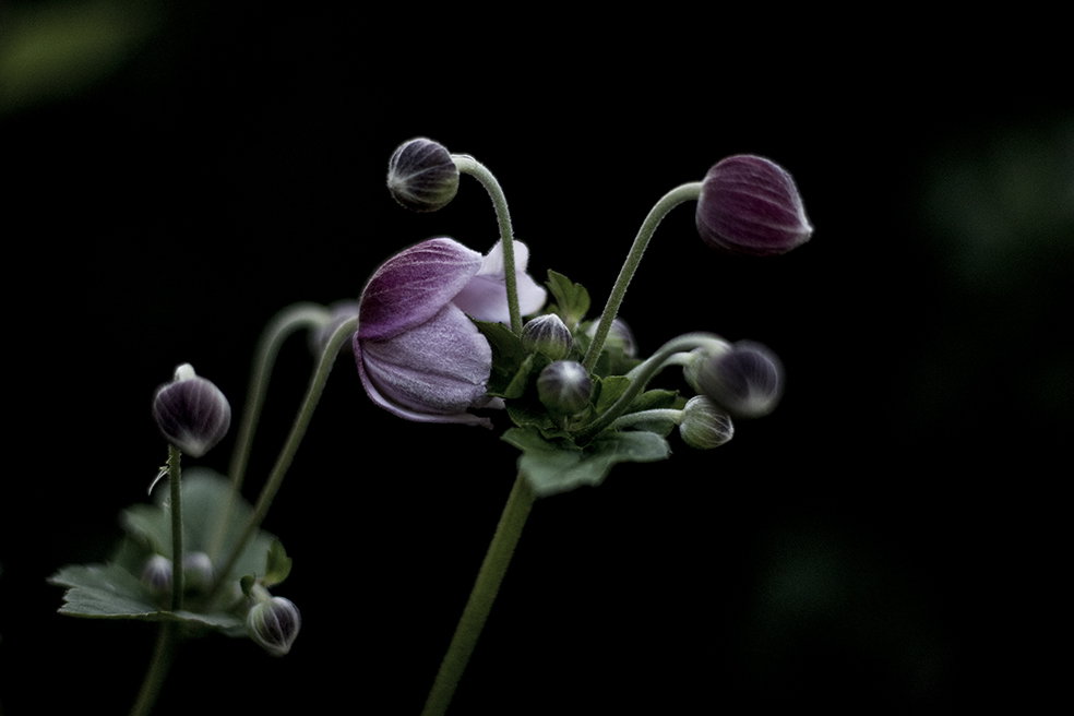- image: 27