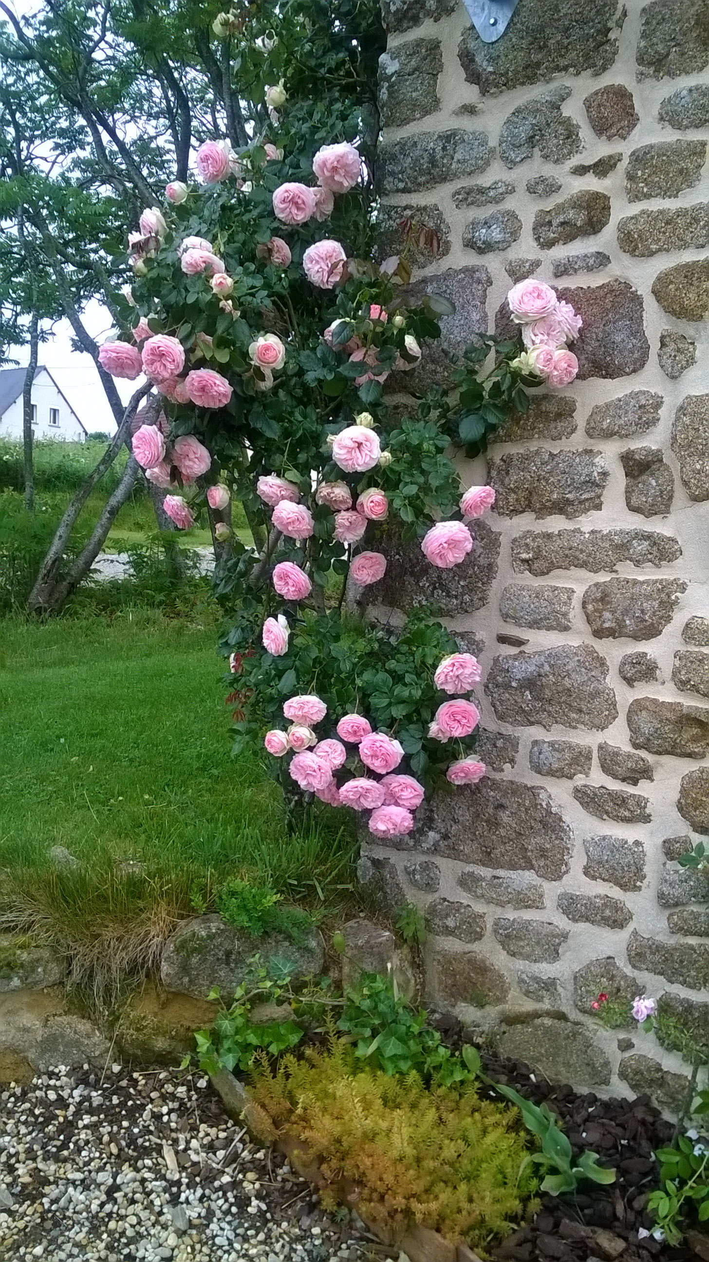 - image: 31