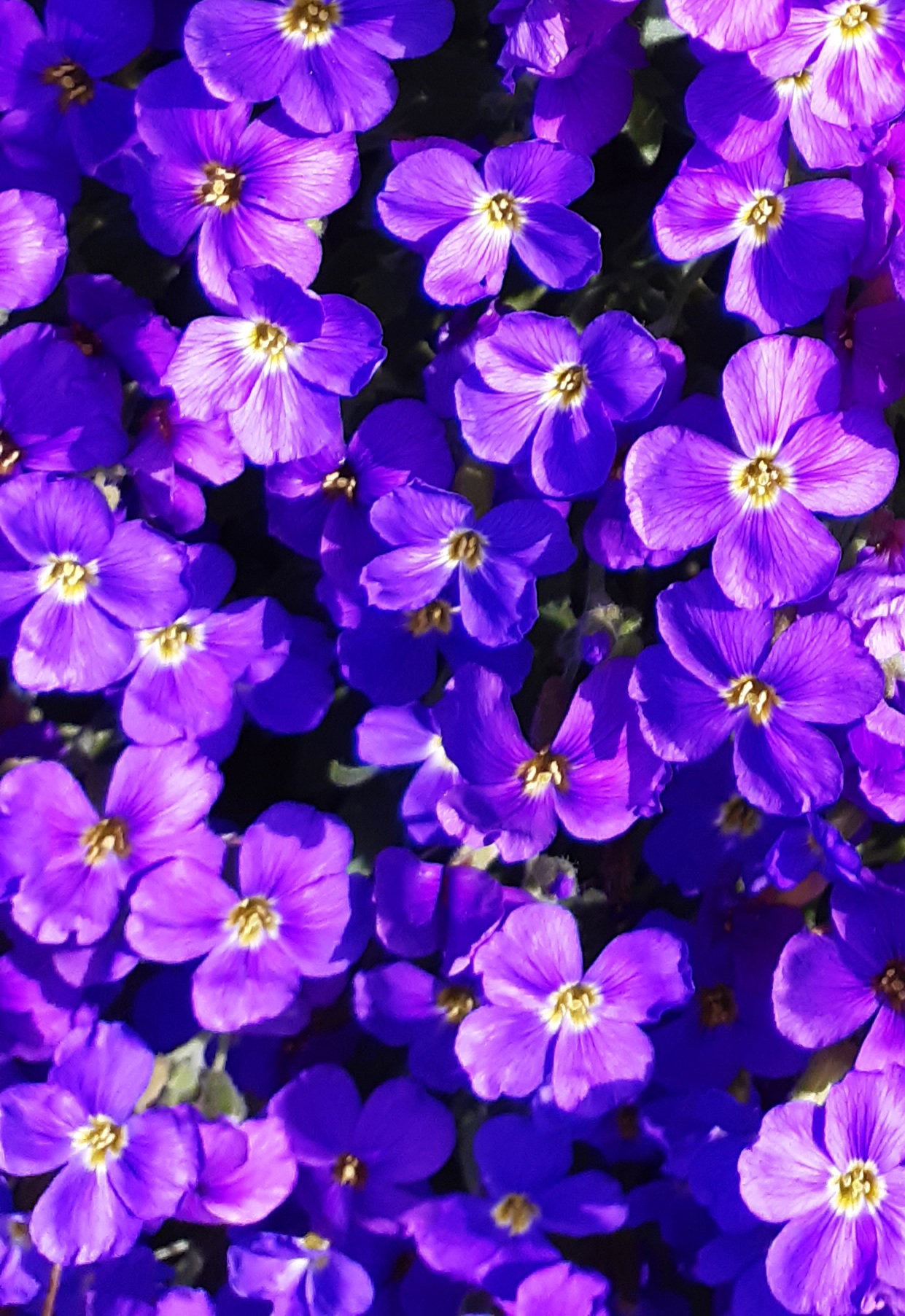 - image: 41