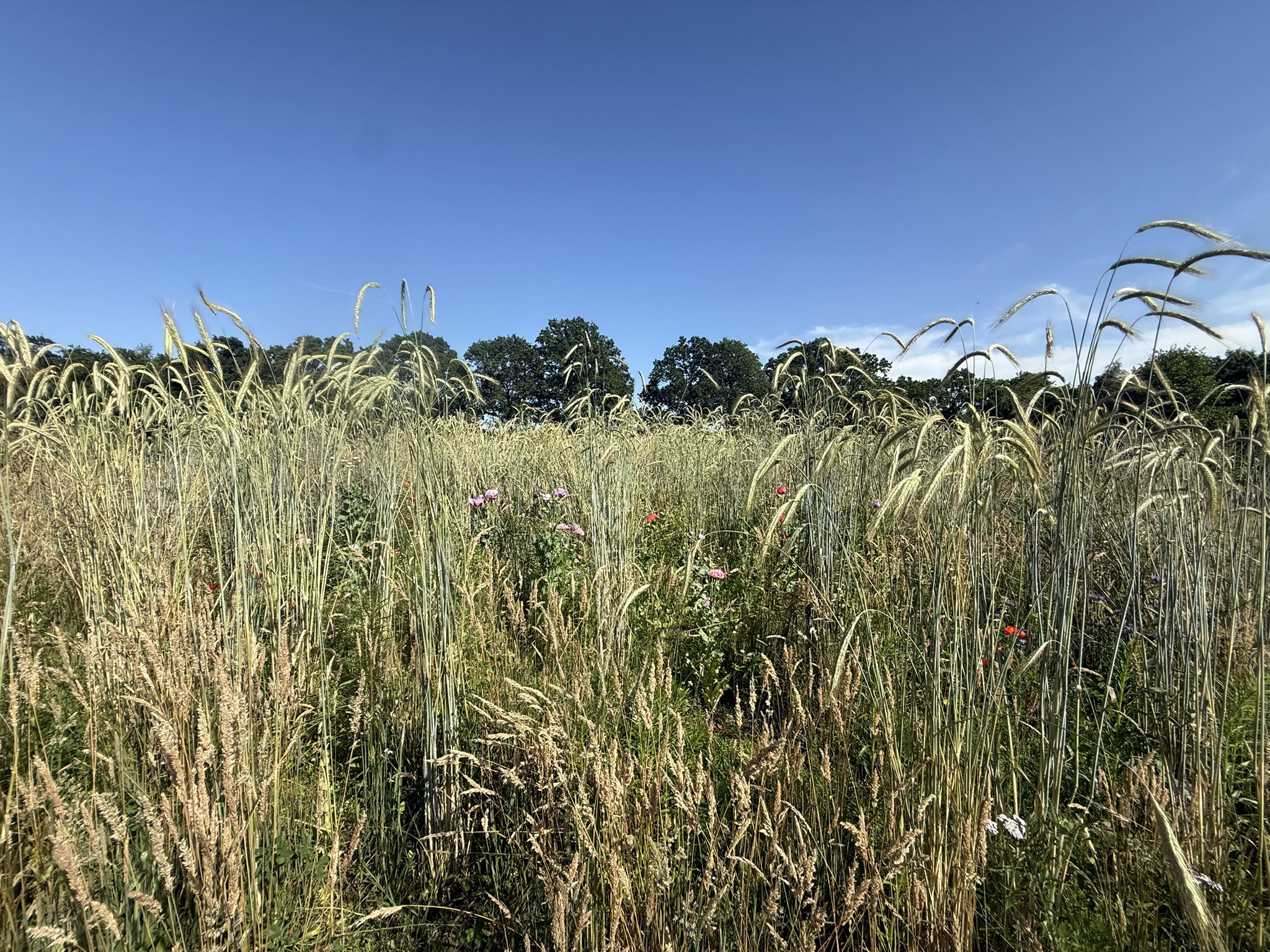 Natuurhuisje in Heelweg