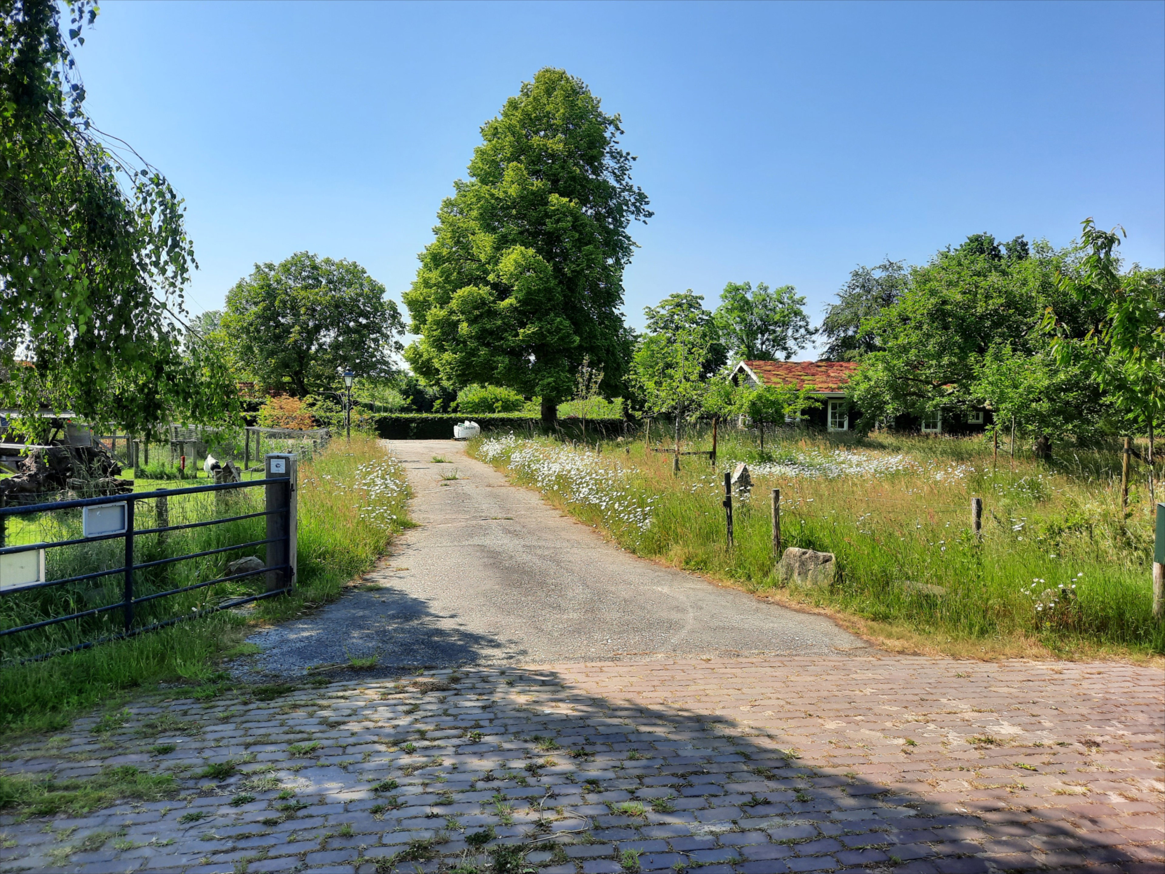 - image: 4