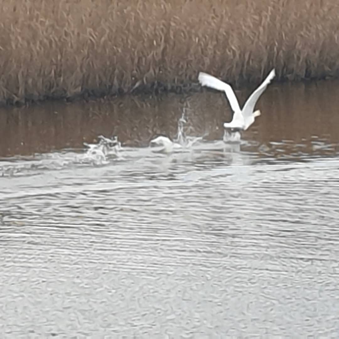 - image: 18