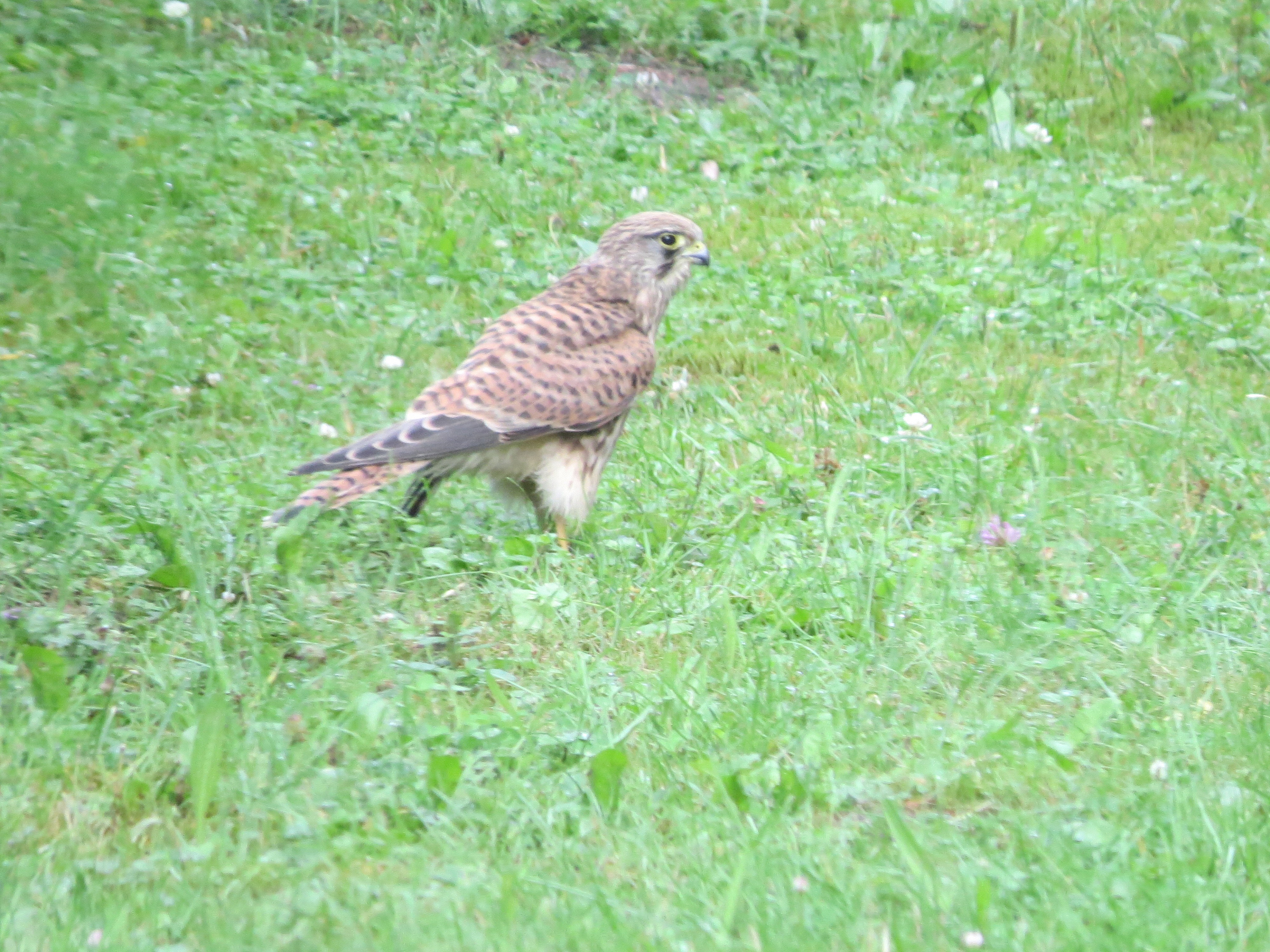 Natuurhuisje in Vorden