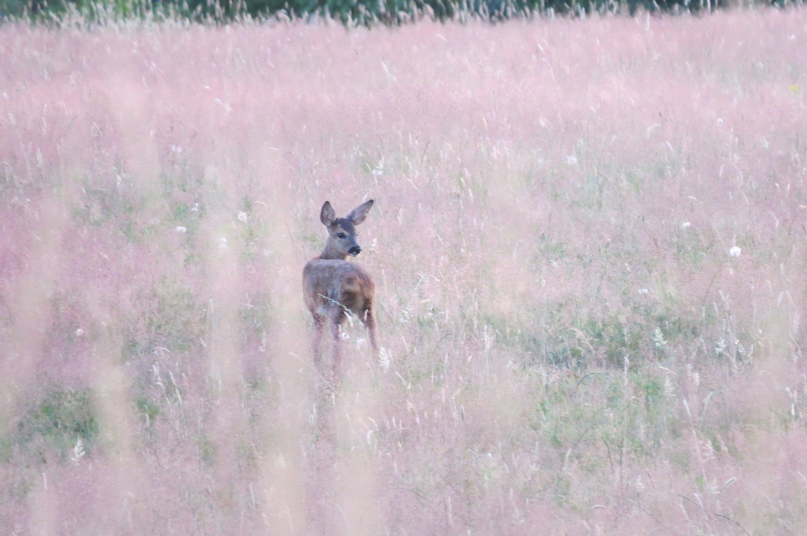 Natuurhuisje in Vorden