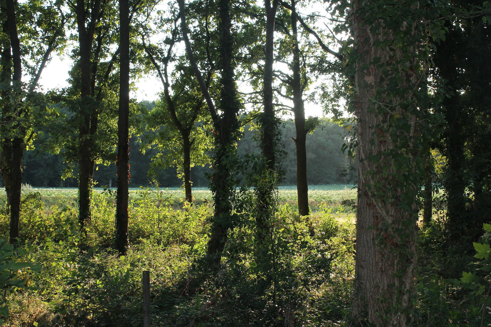 - image: 11