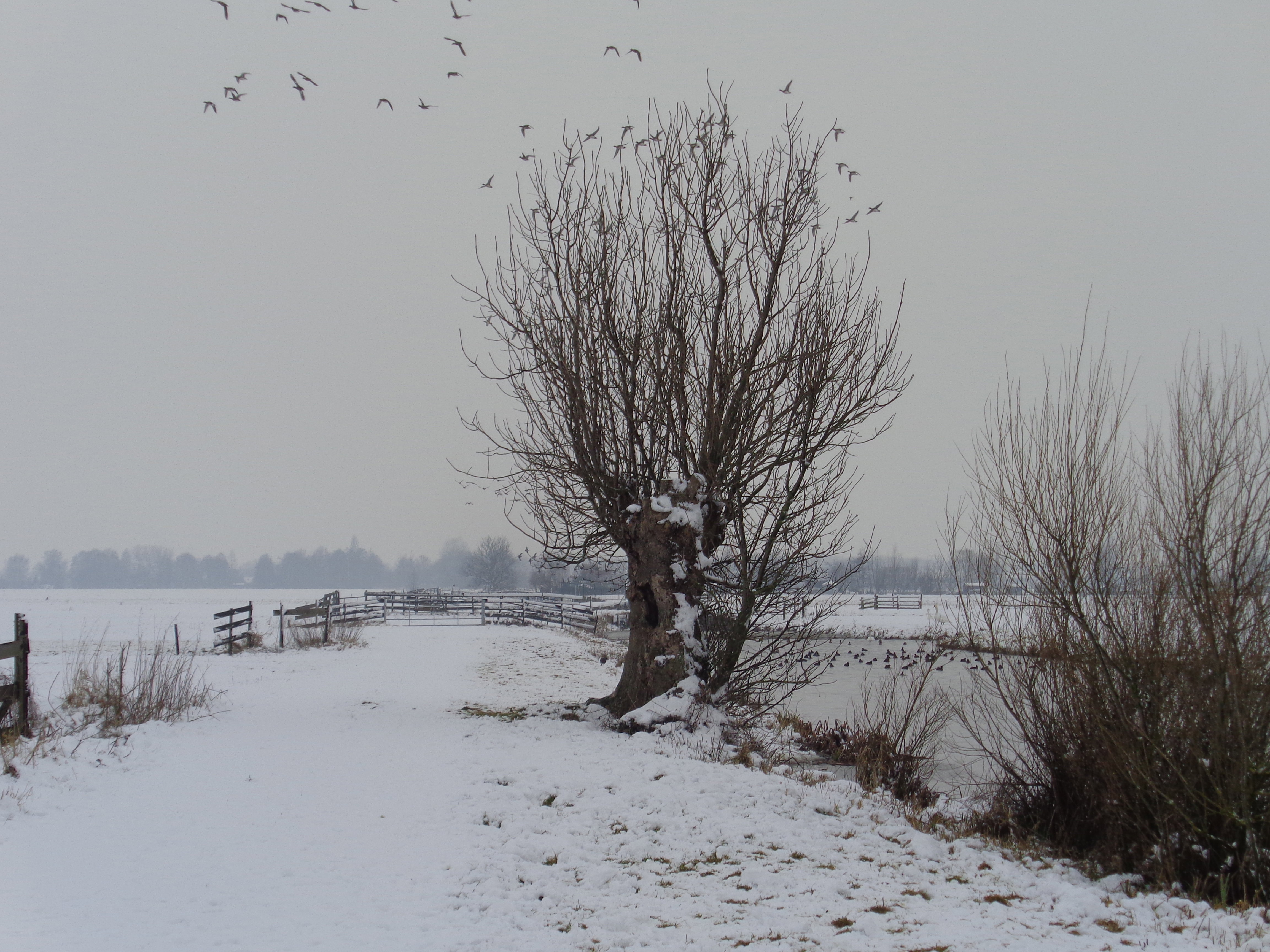 - image: 17
