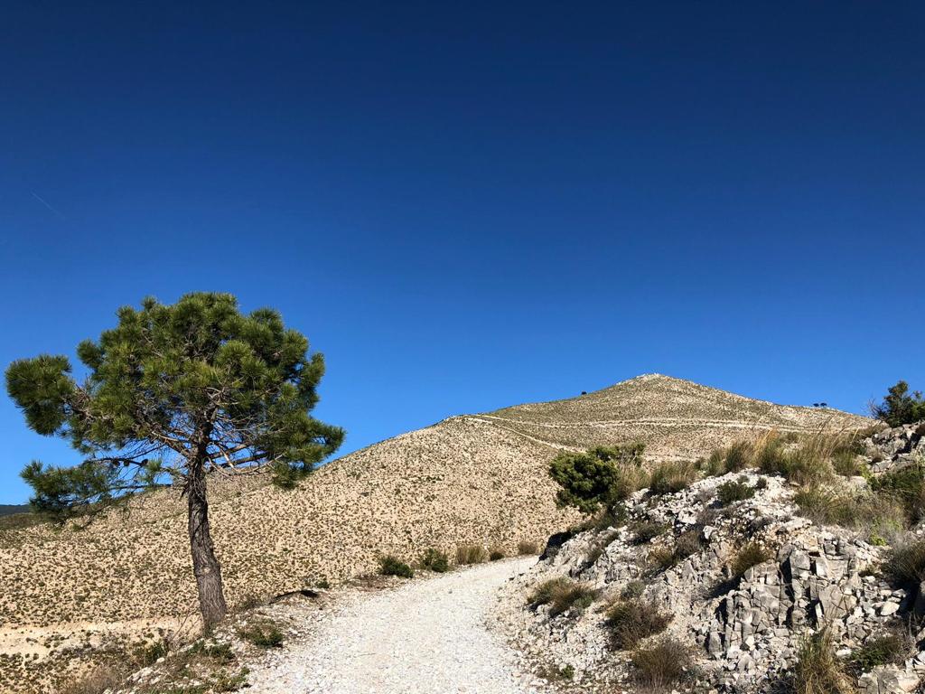 - image: 25