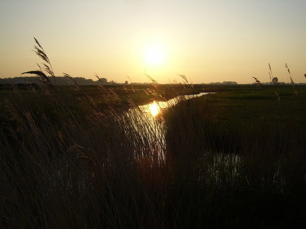 - image: 12