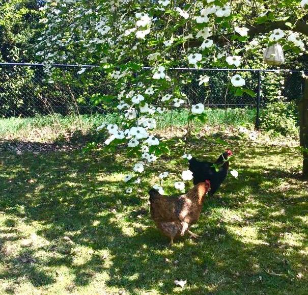 Natuurhuisje in Wouwse Plantage