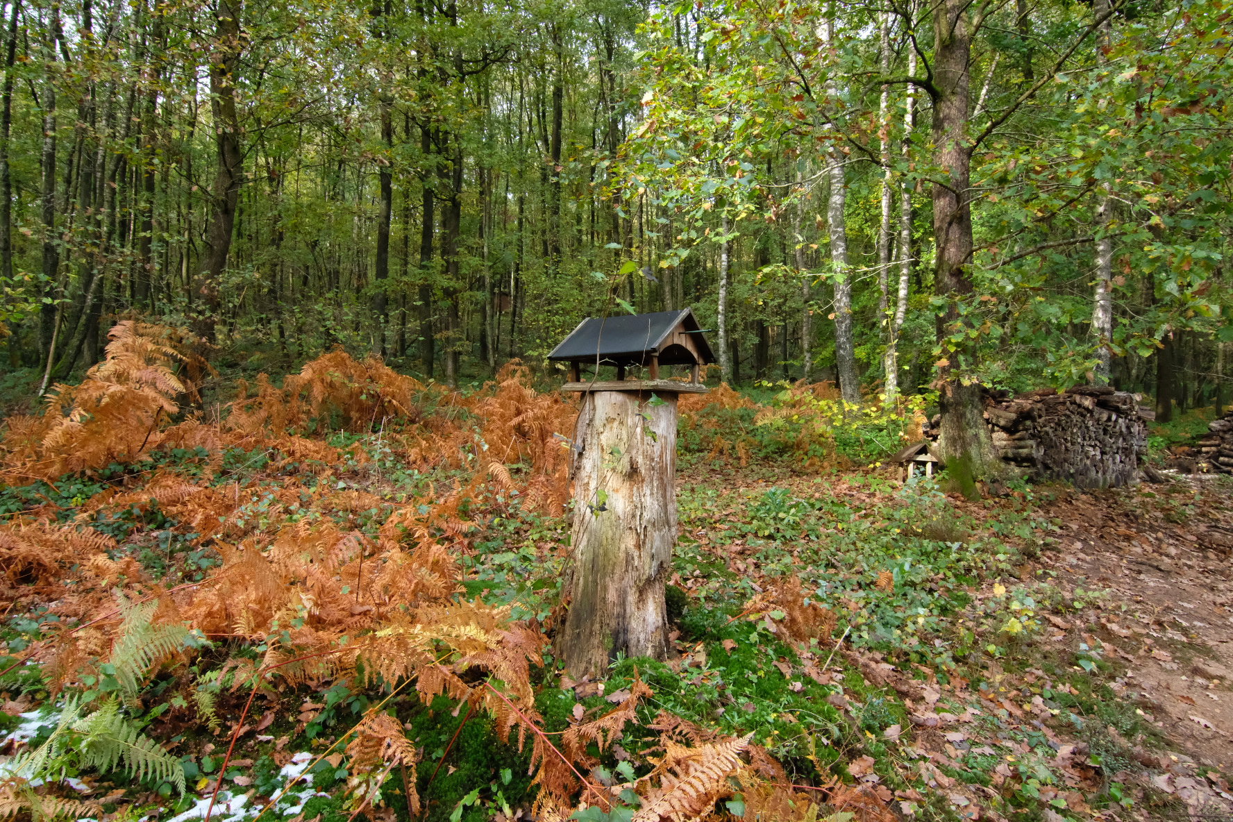 Maison nature à Viroinval