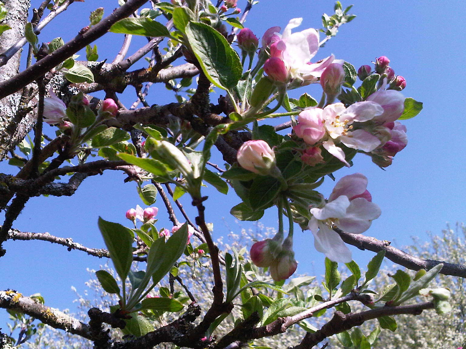 Natuurhuisje in La Rochefoucauld en Angoumois
