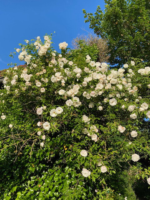 Naturhäuschen in Beutenaken