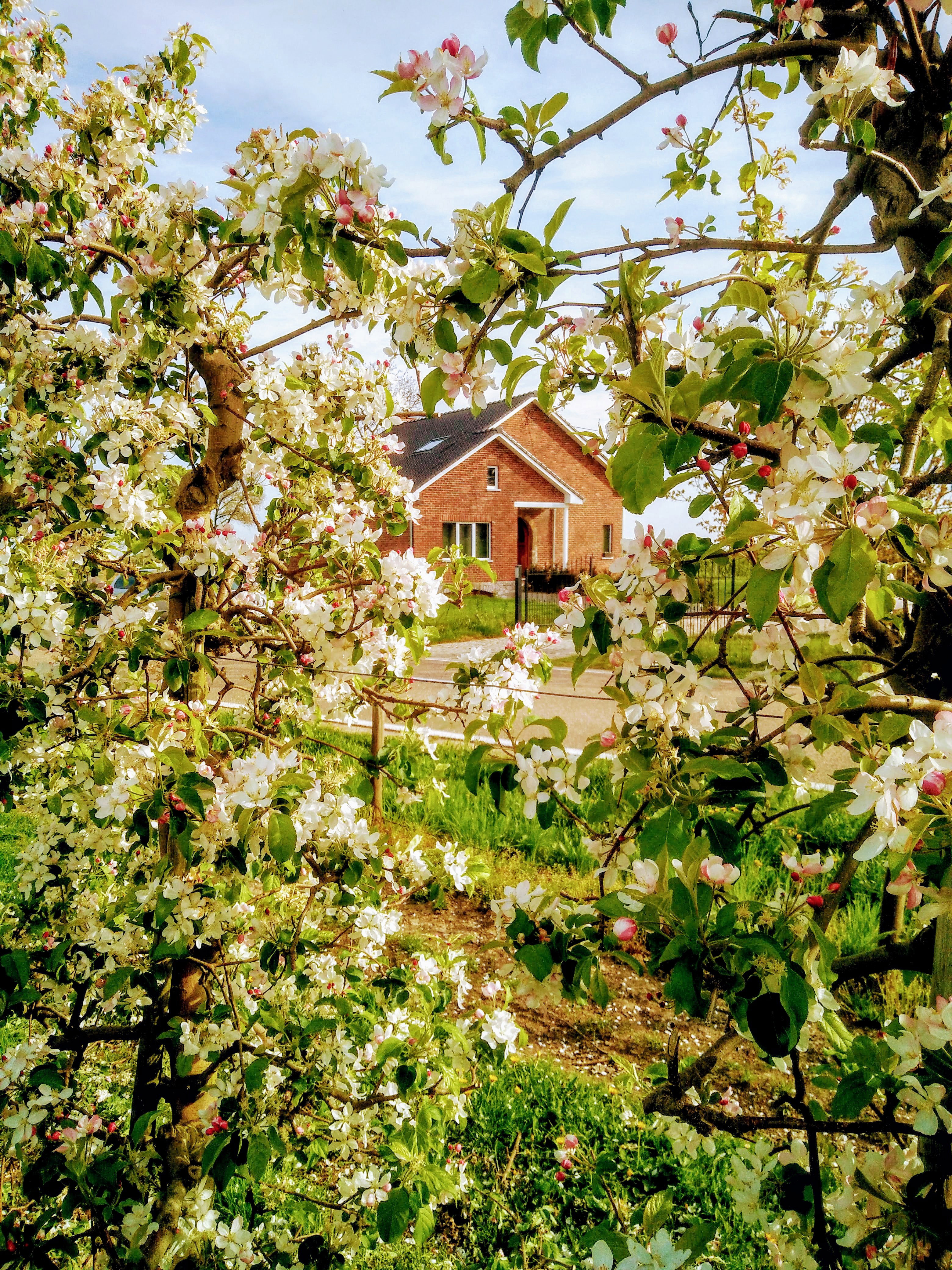 Maison nature à Gingelom