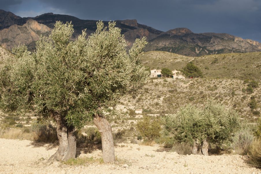 Maison nature à Jijona