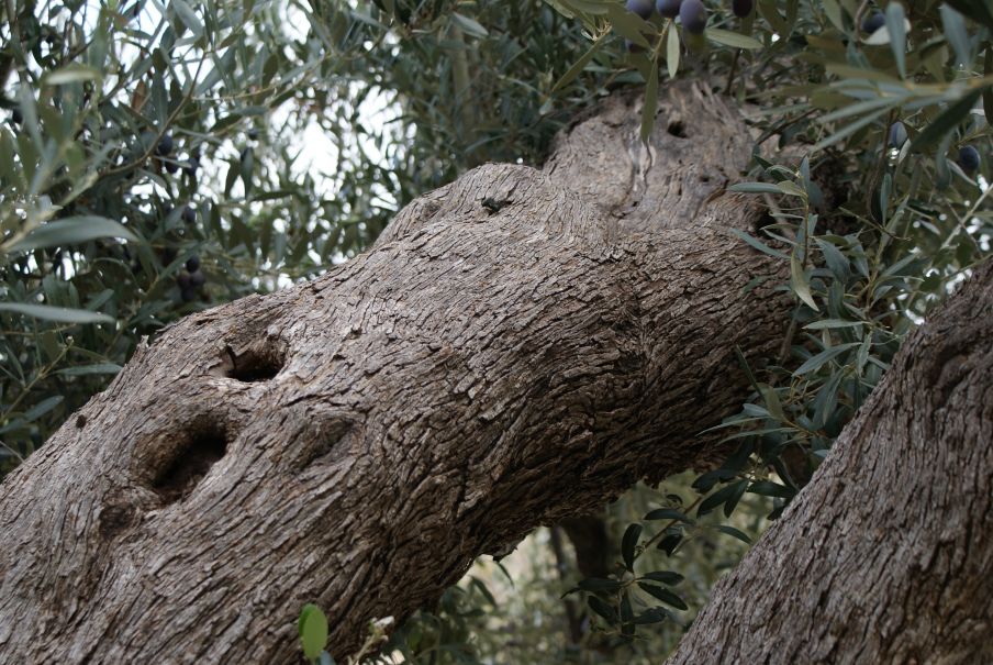 - image: 25