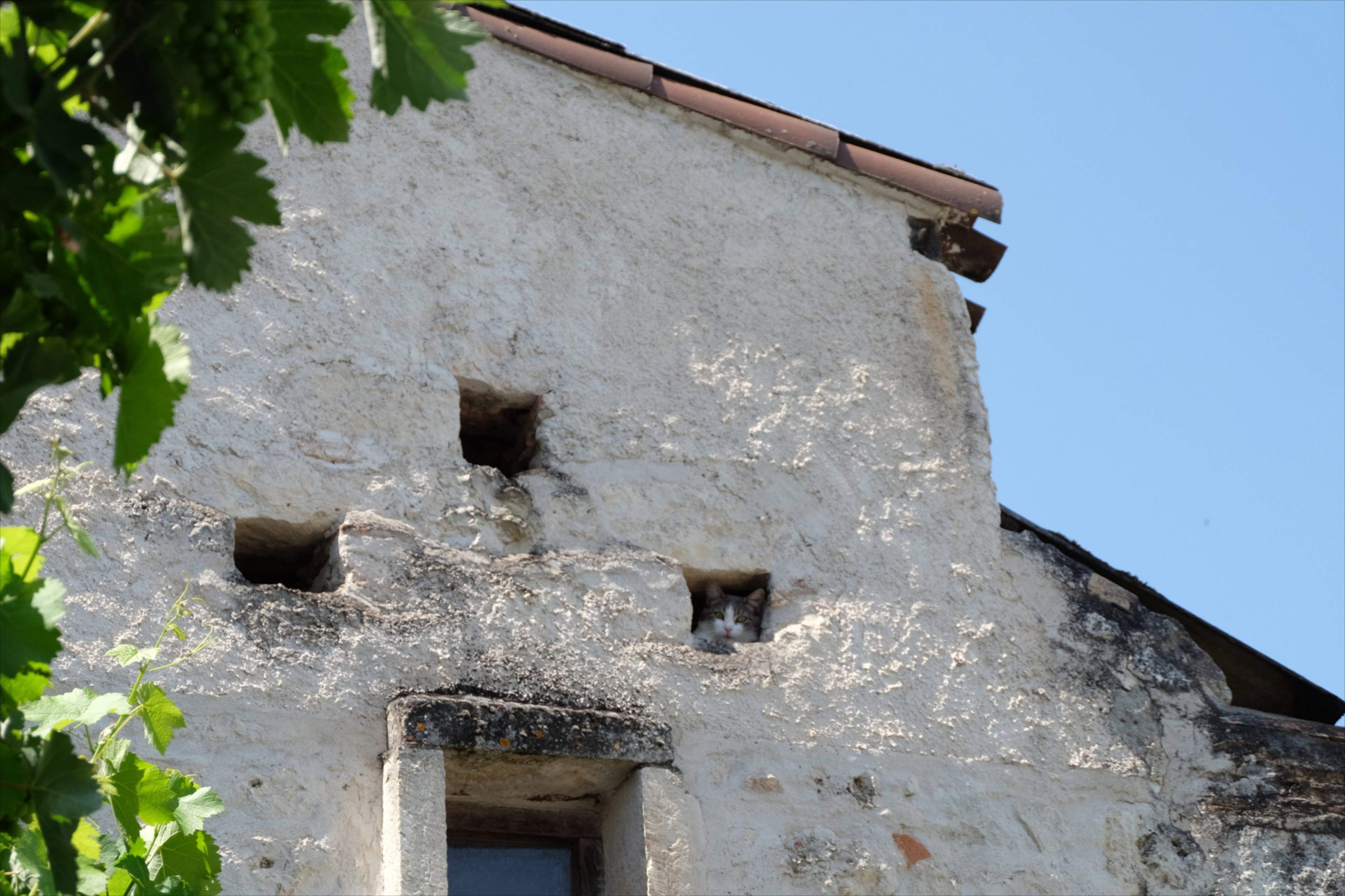 - image: 25