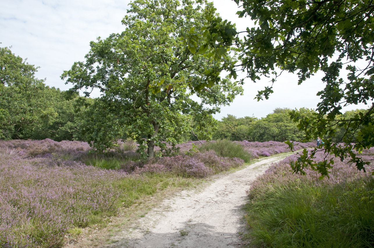 - image: 40