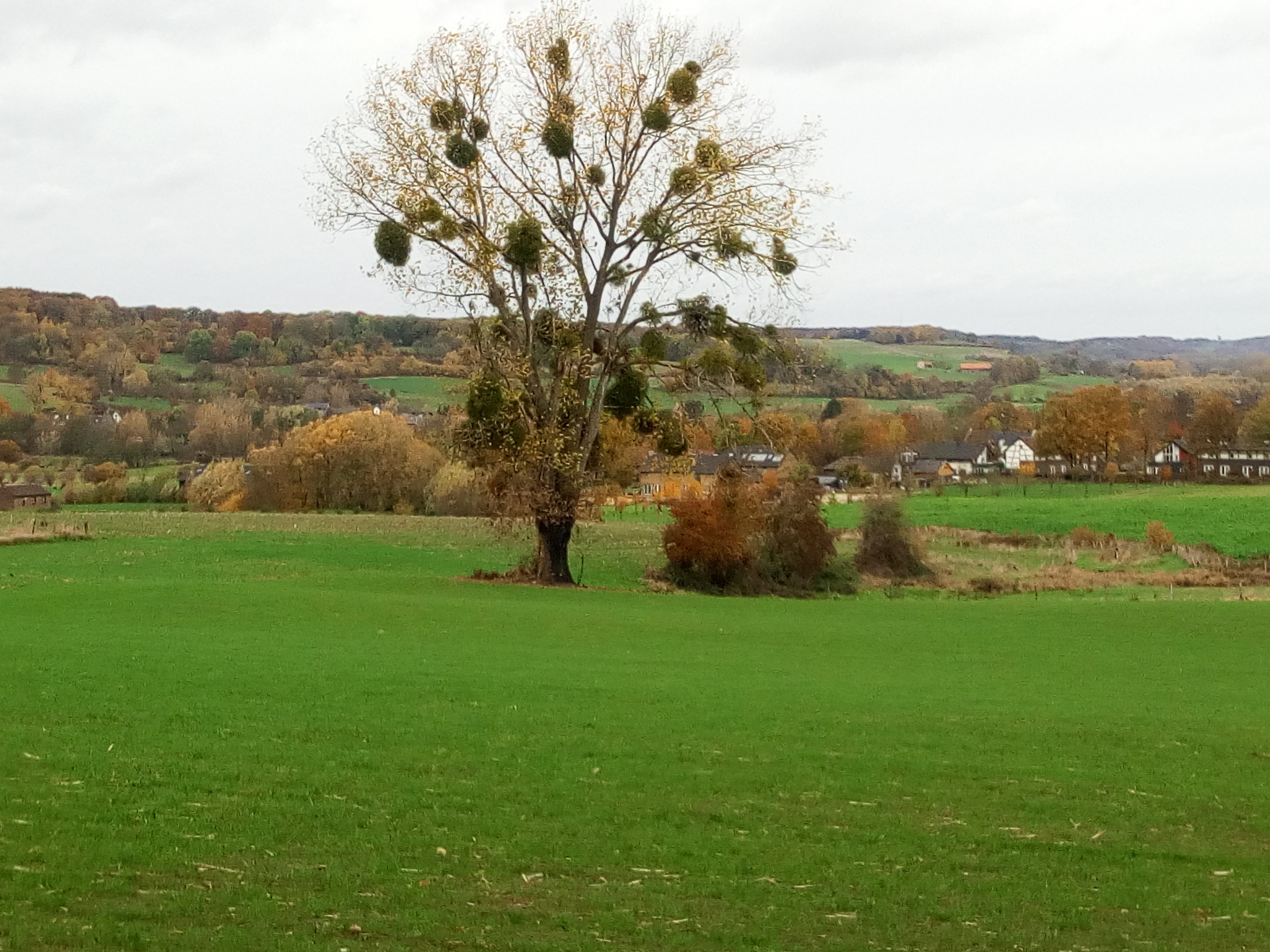 - image: 25