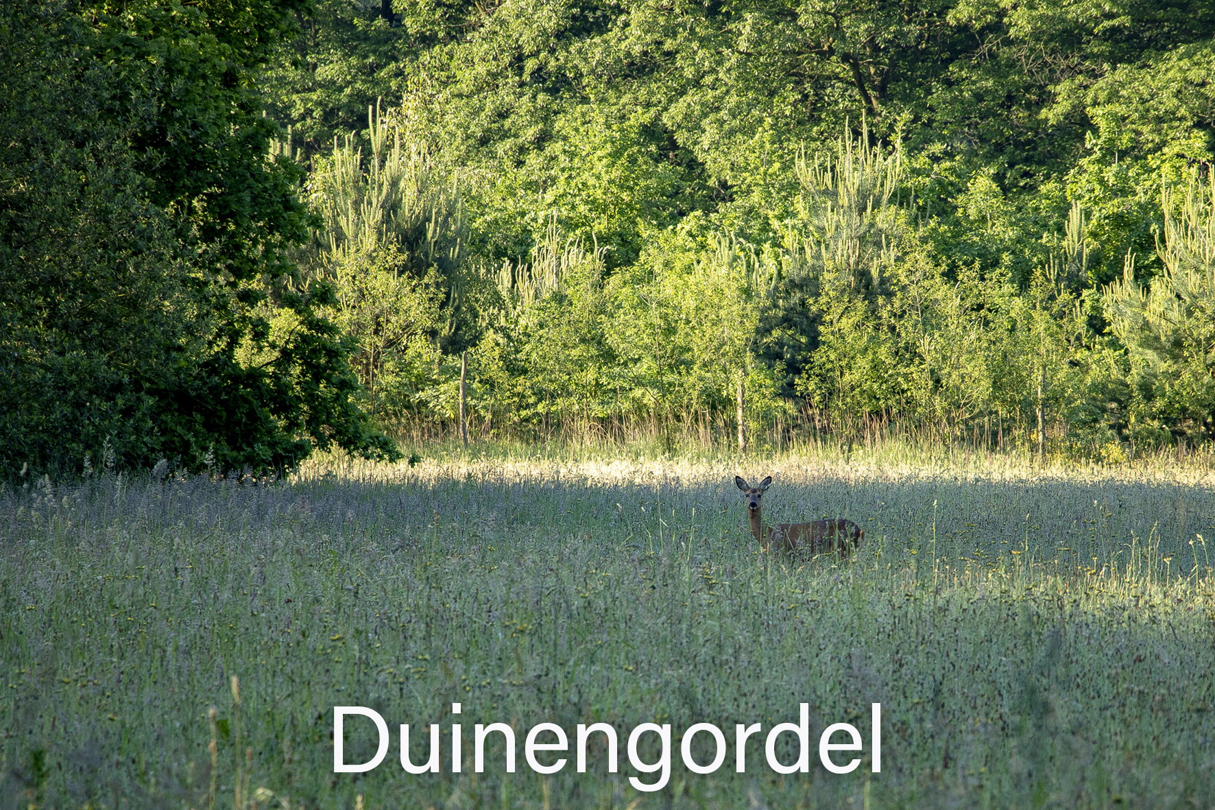 - image: 54