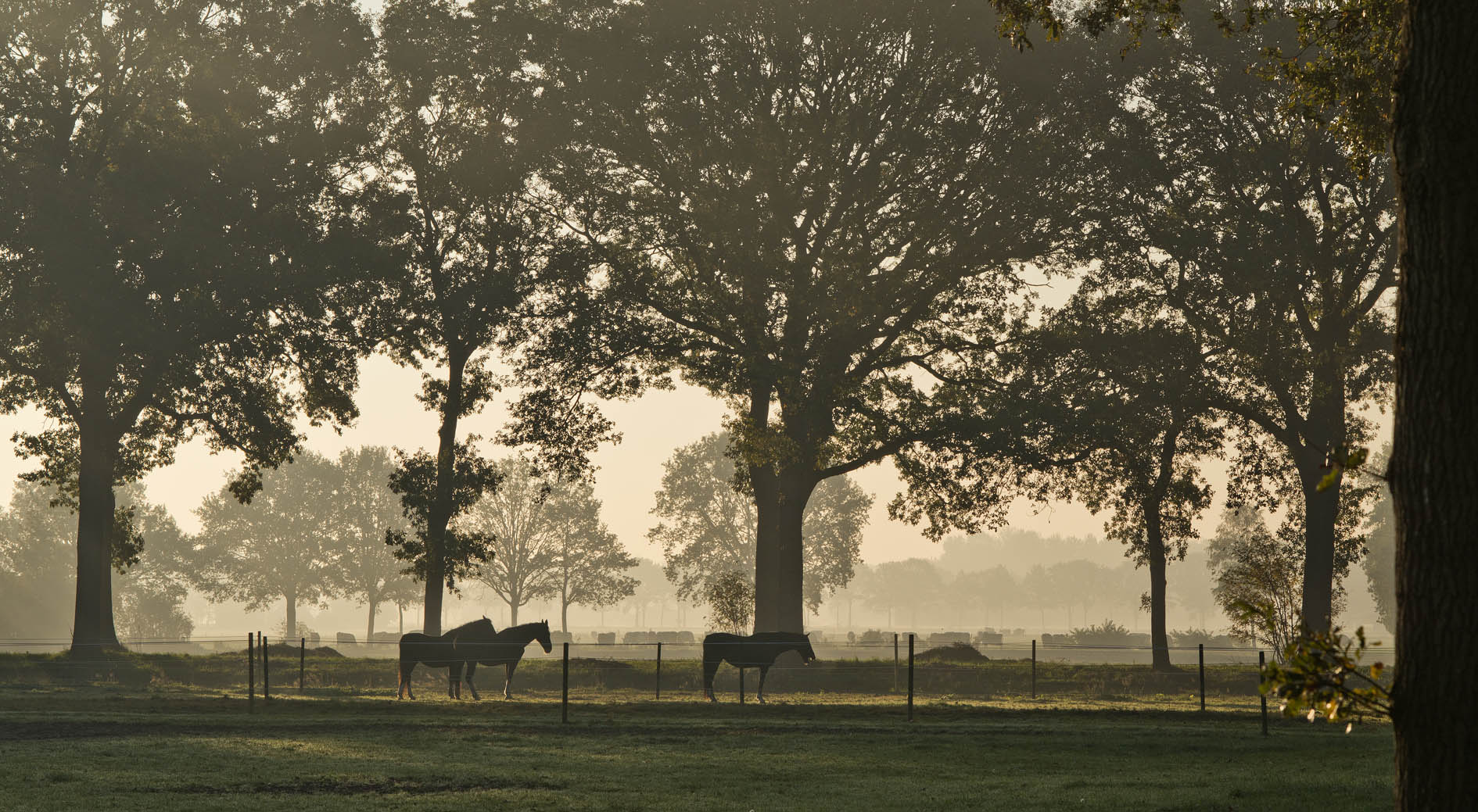 Natuurhuisje in Boijl