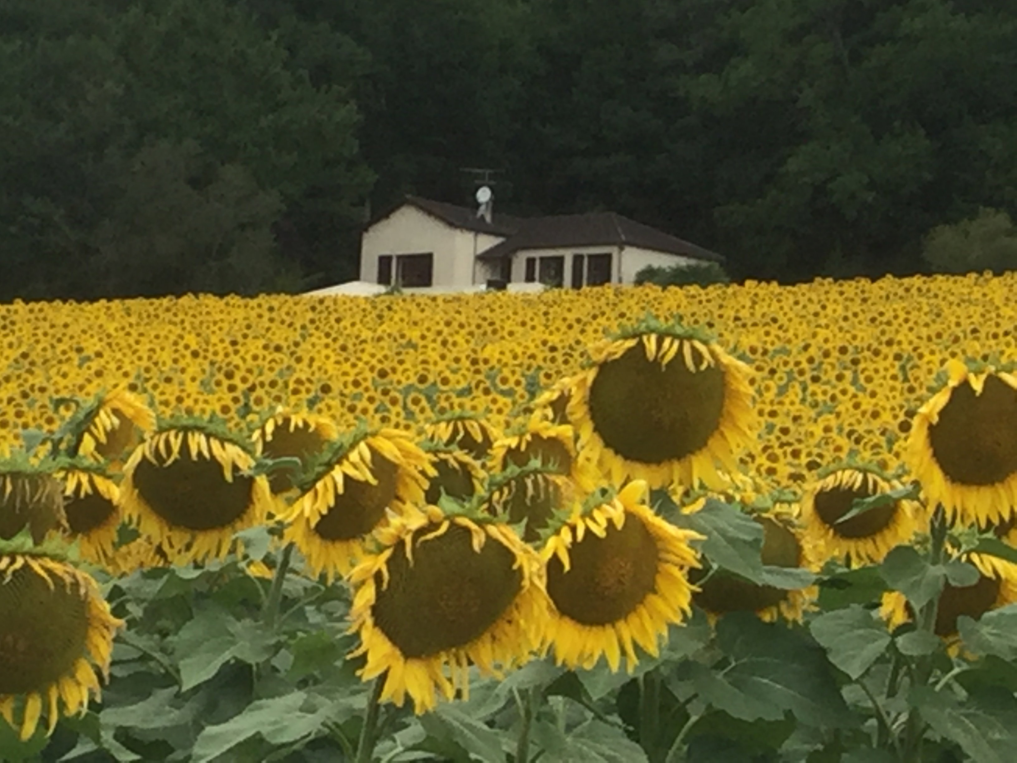 Maison nature à Castelnau - Montratier