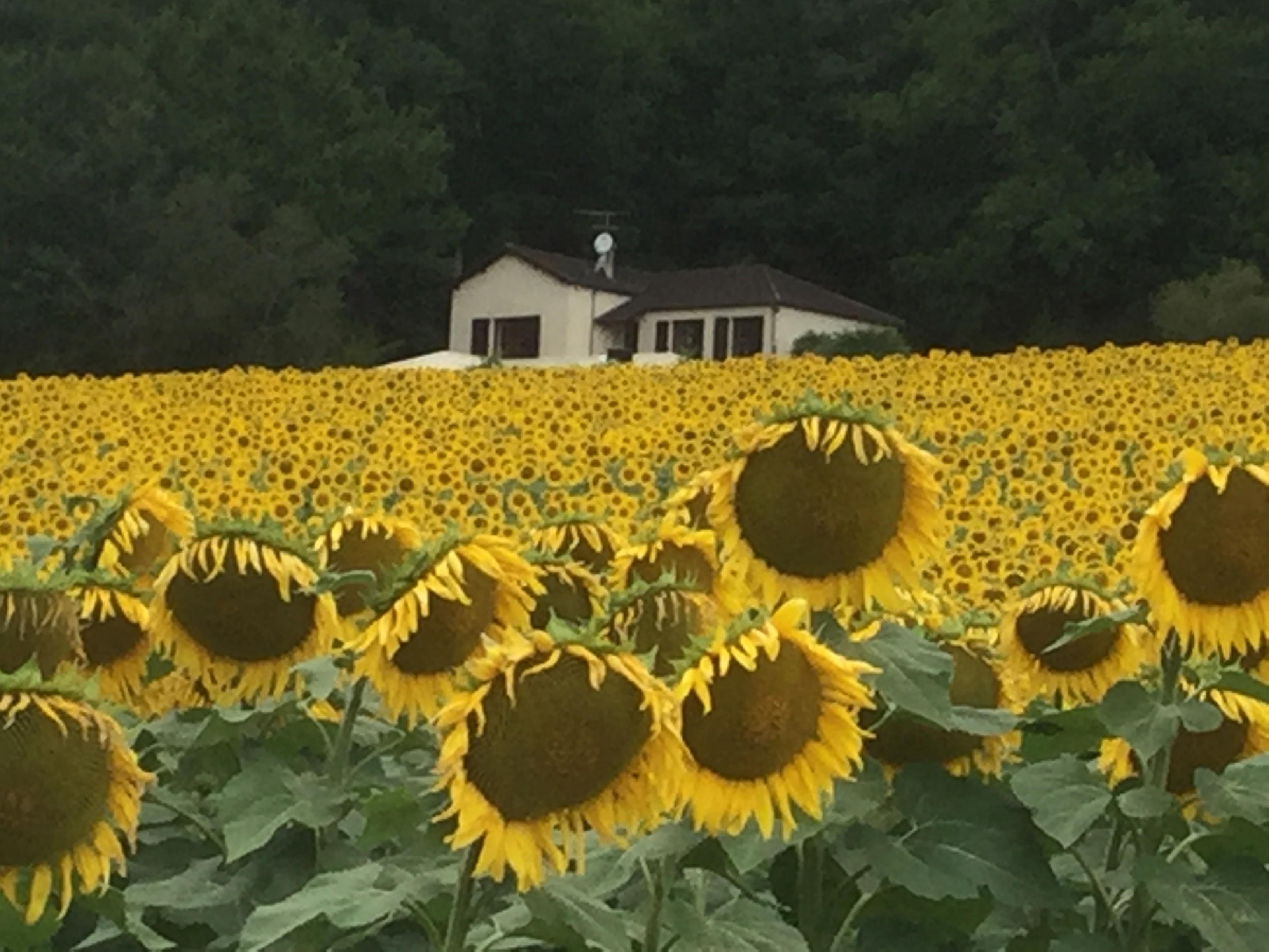 Nature house in Castelnau - Montratier