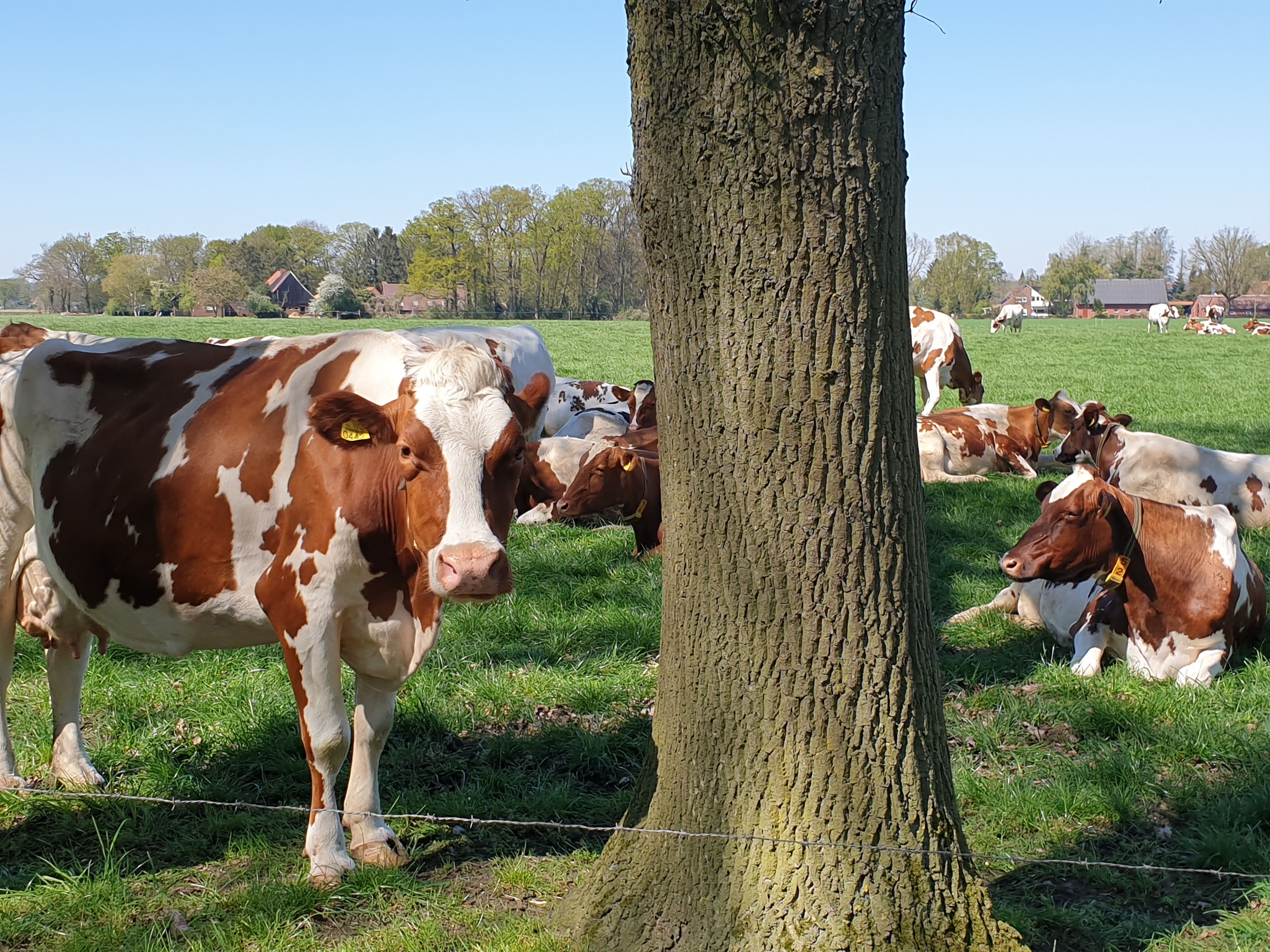 Naturhäuschen in Lattrop-Breklenkamp