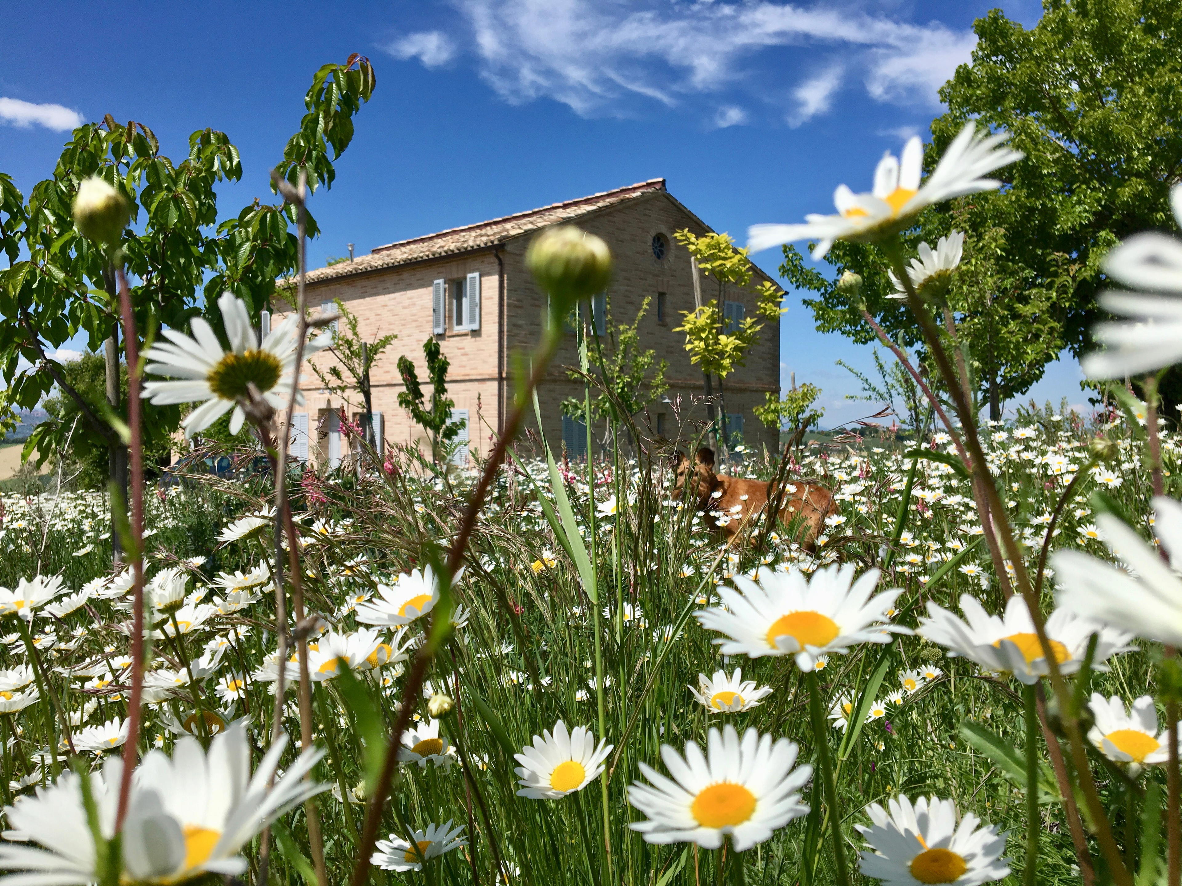Nature house in Alteta frazione di Montegiorgio