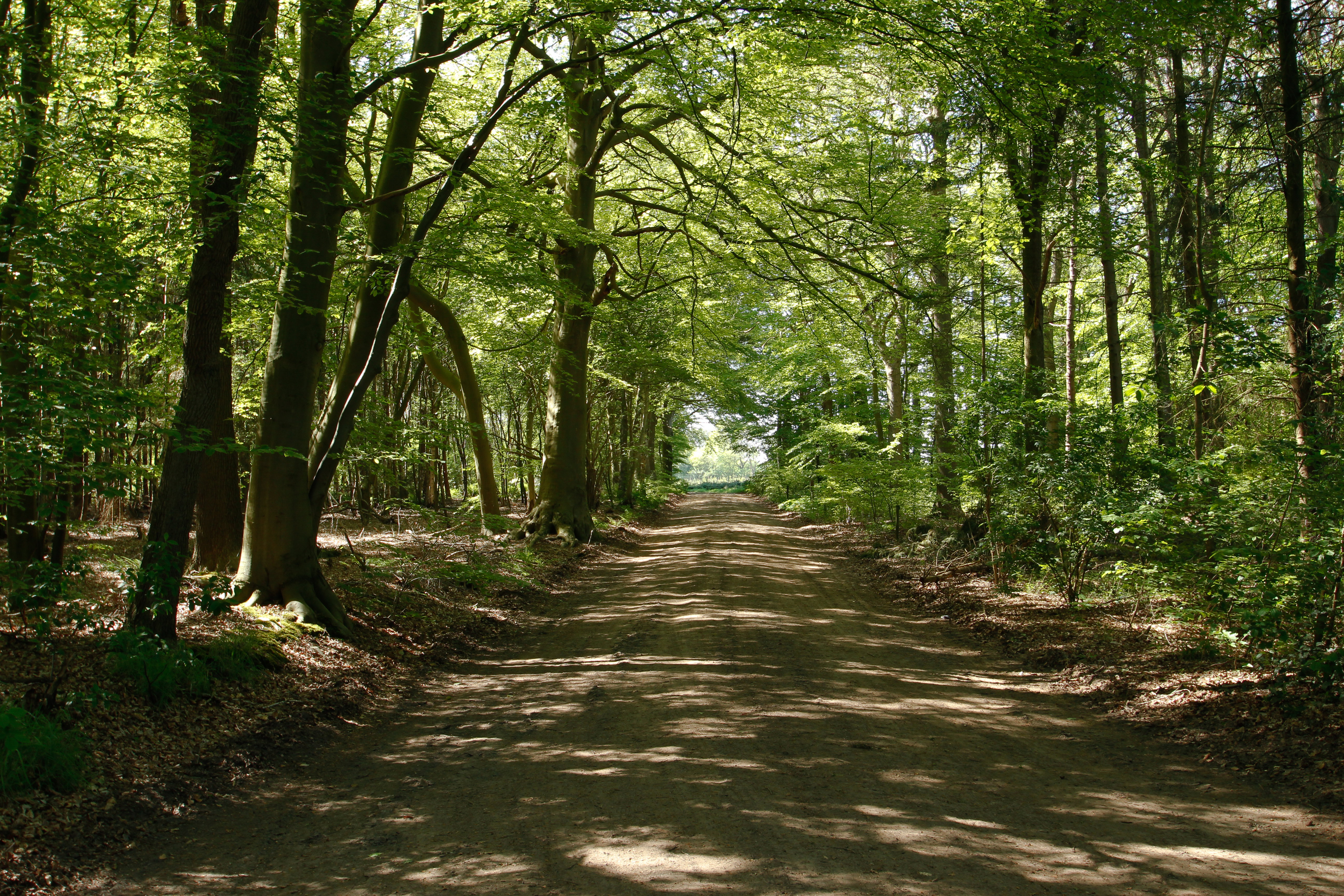 - image: 12