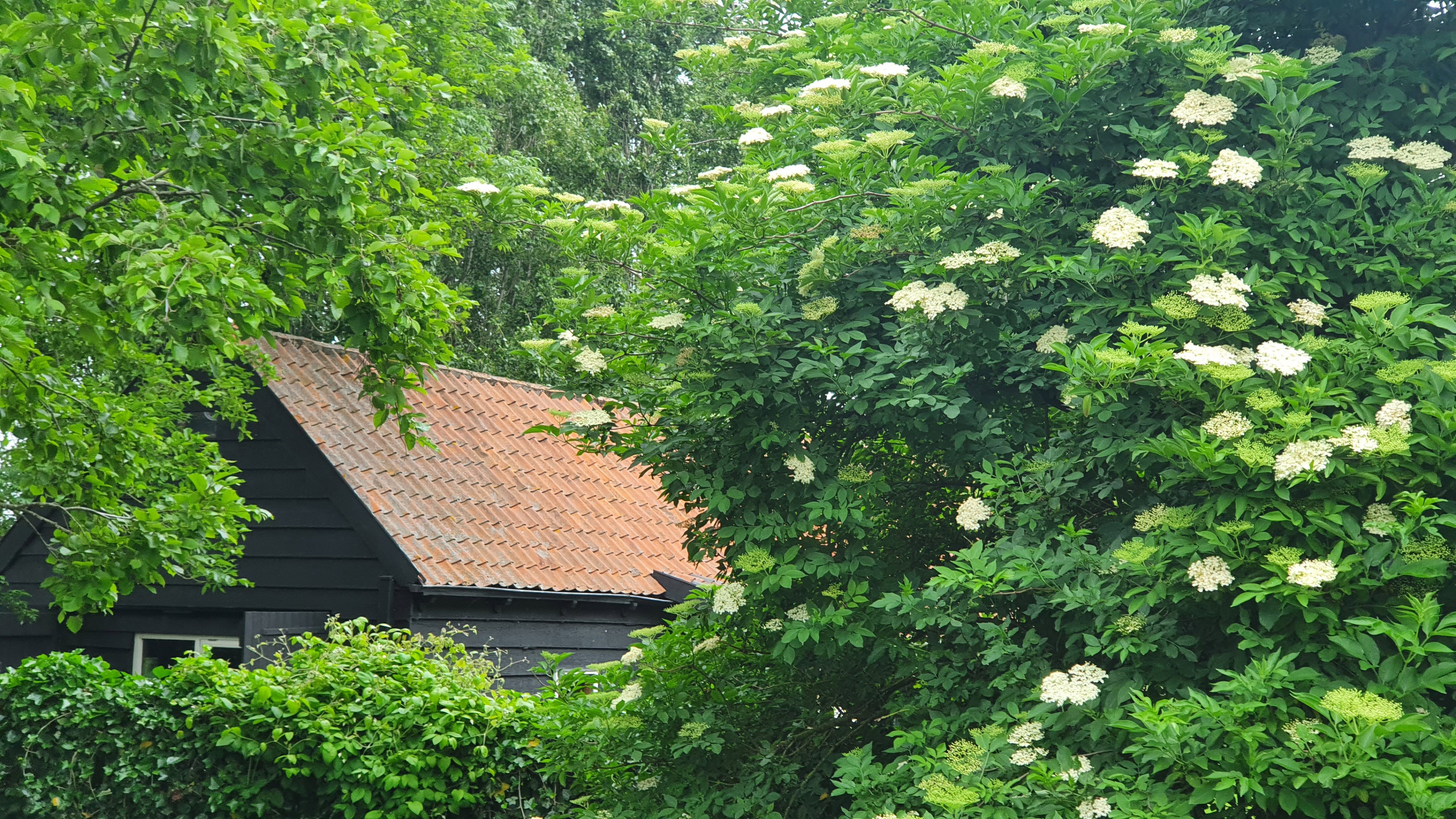 - image: 12