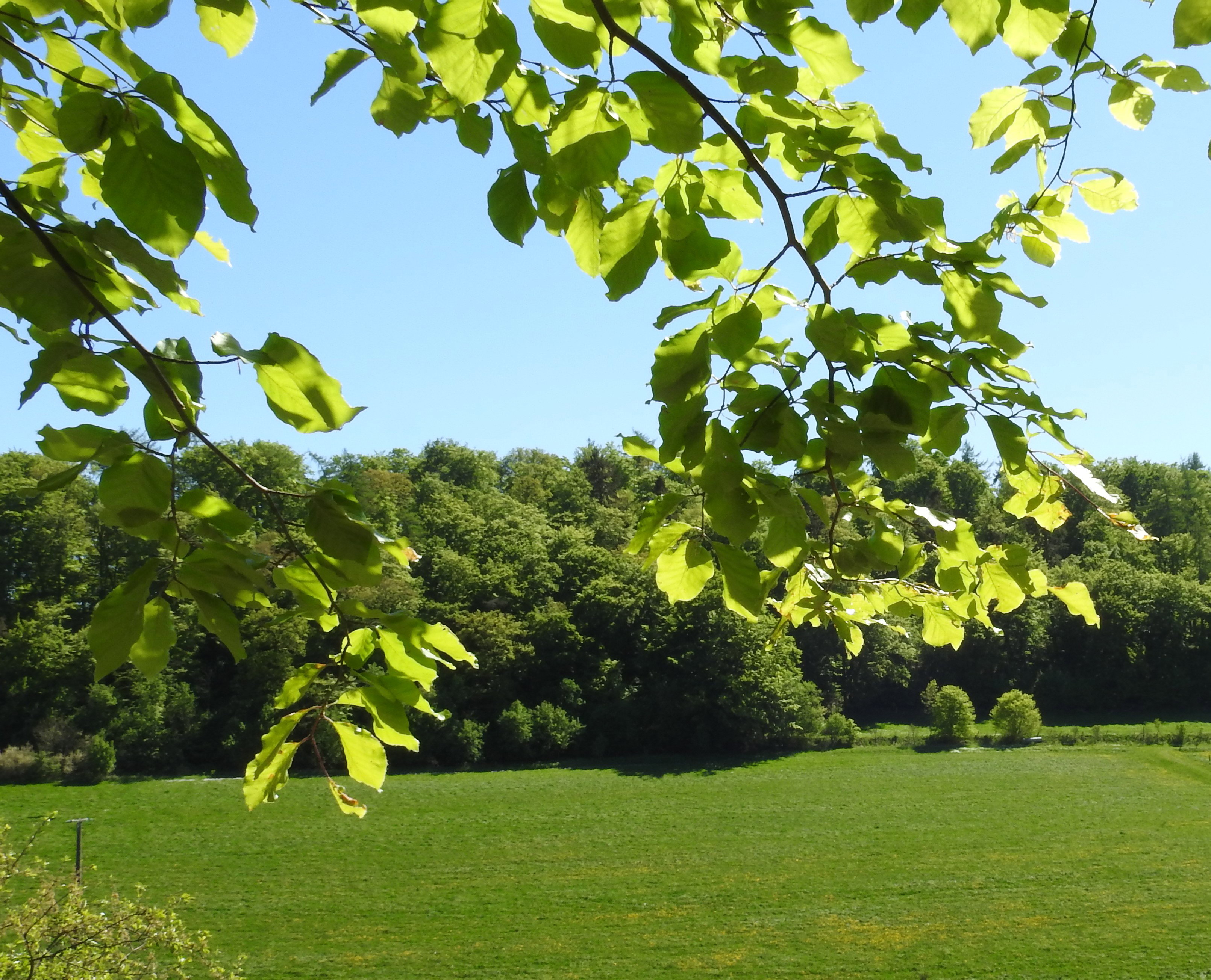 Naturhäuschen in Diemelsee-Flechtdorf