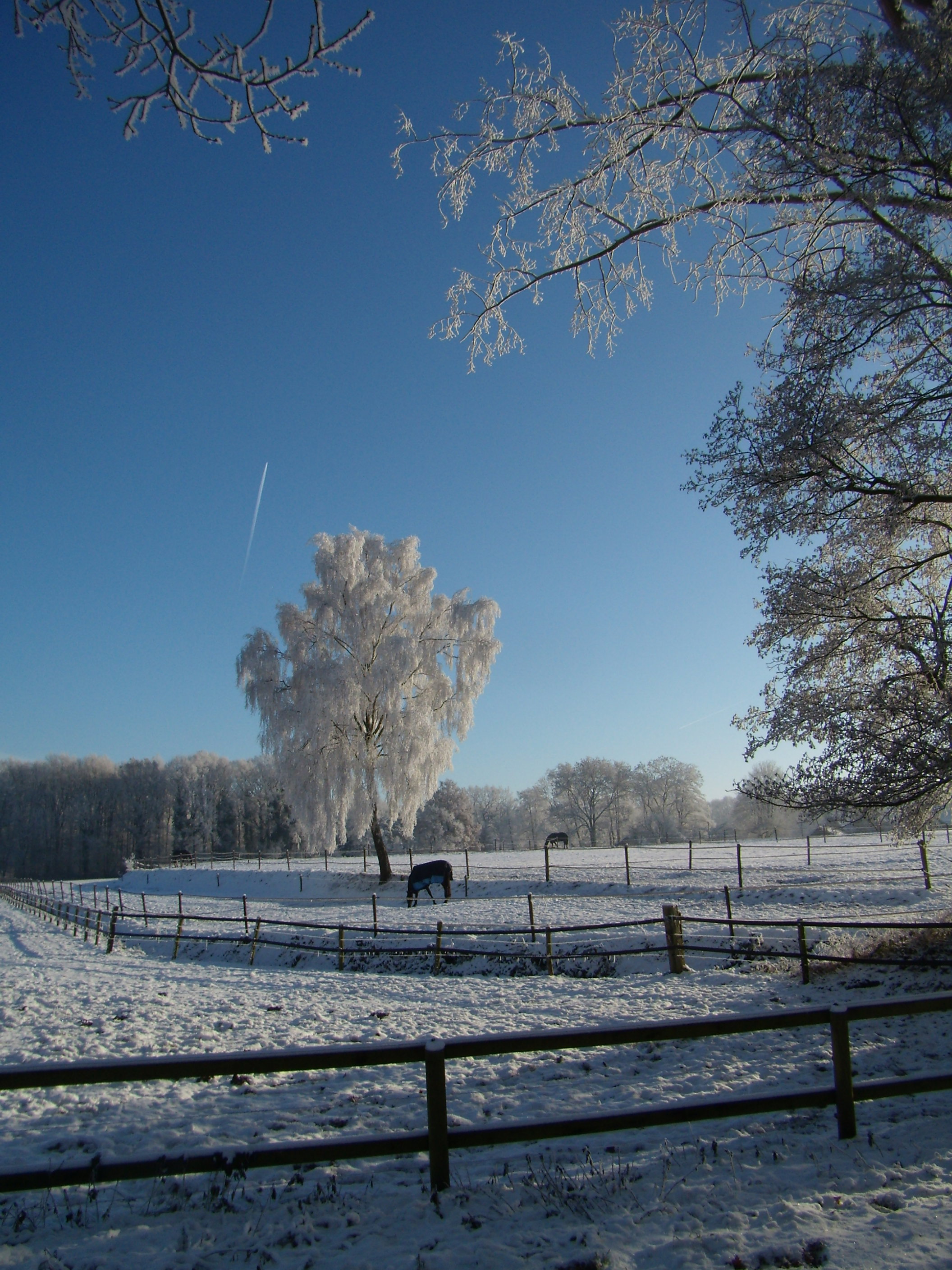 - image: 11