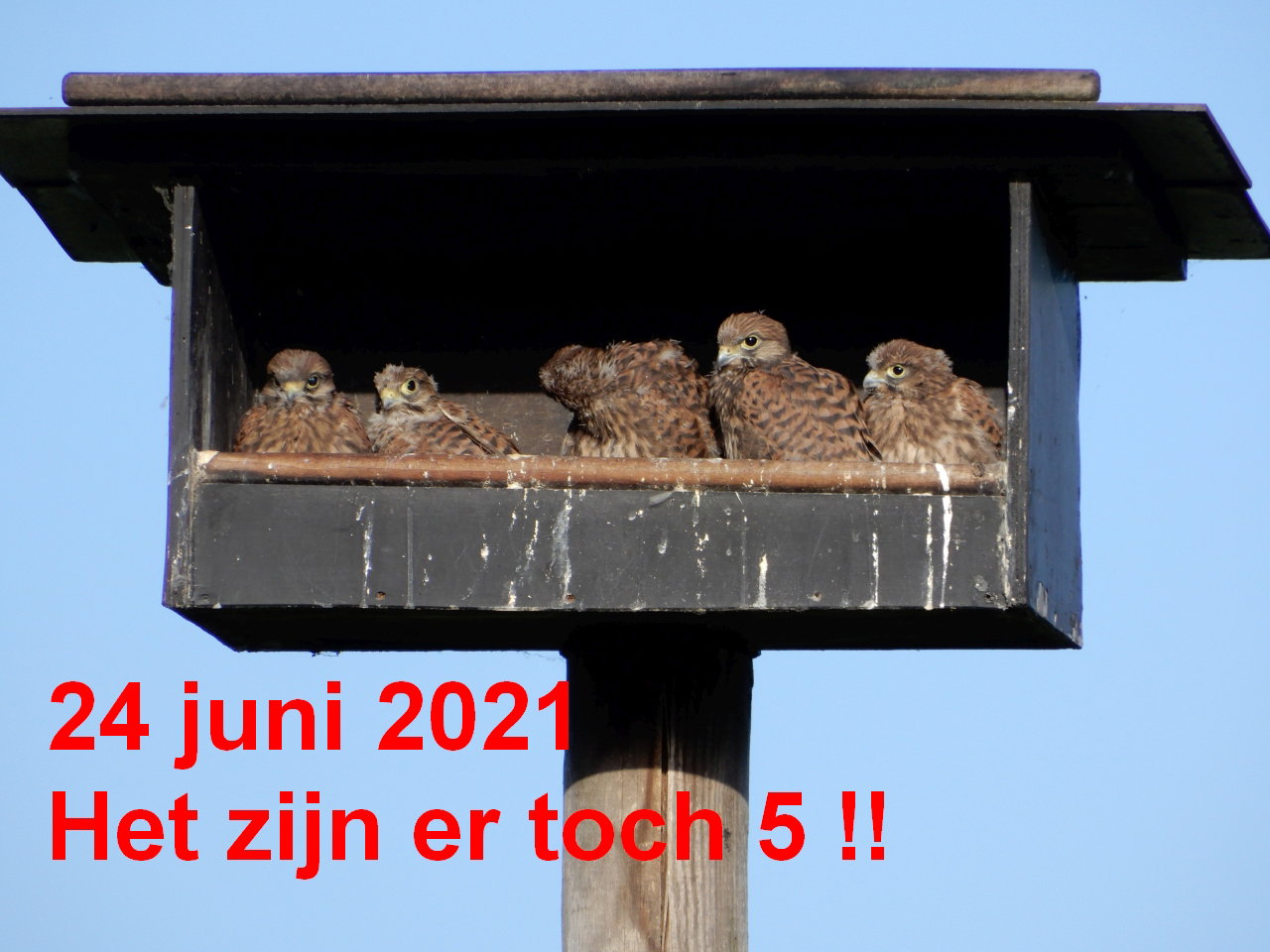 - image: 21