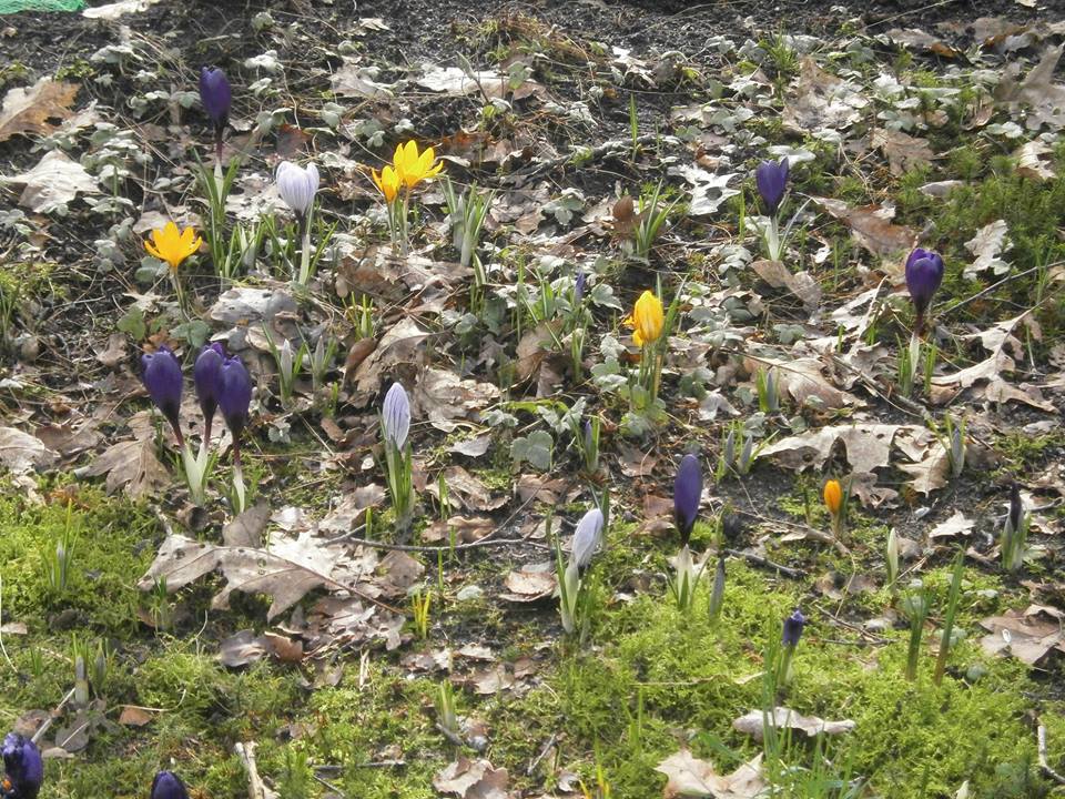 Naturhäuschen in Brasschaat