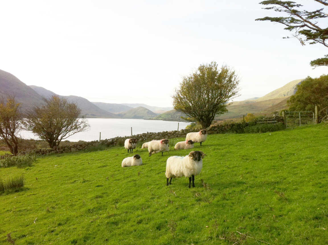 Maison nature à Finney, Co Mayo