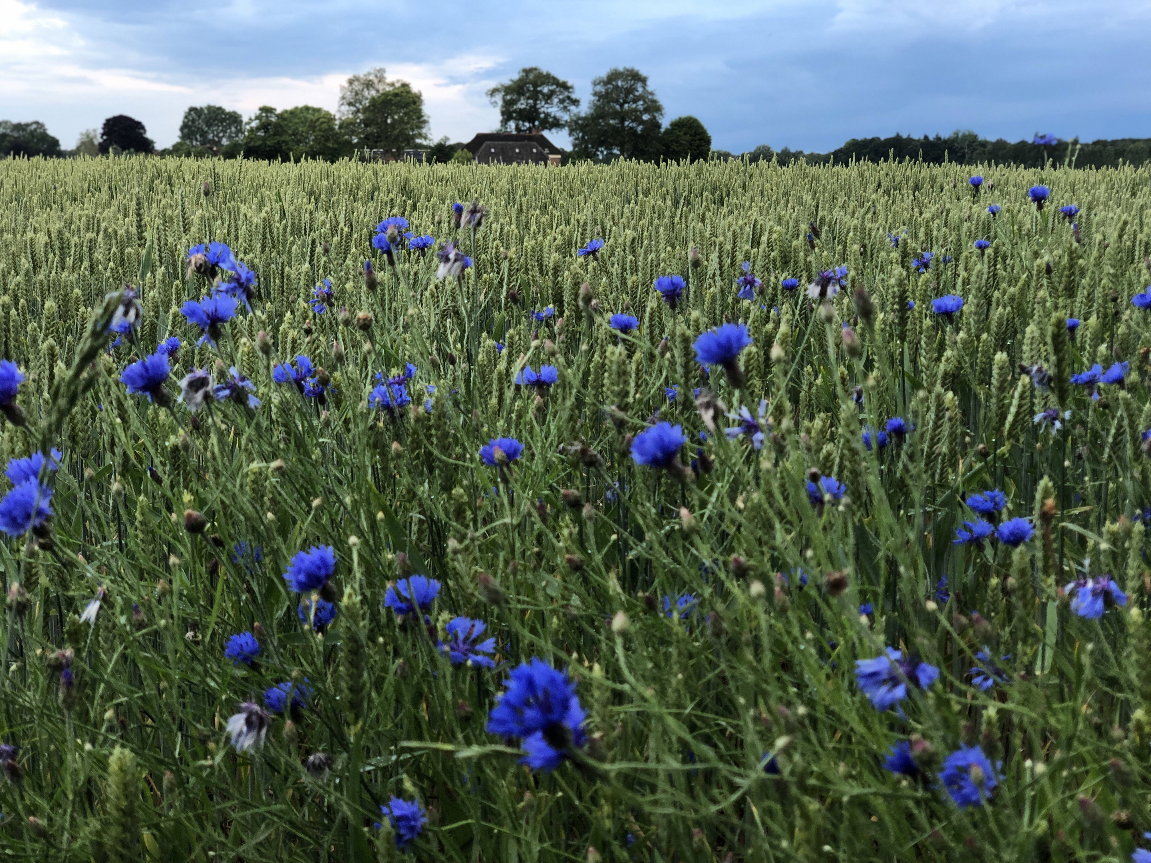 Naturhäuschen in Eefde