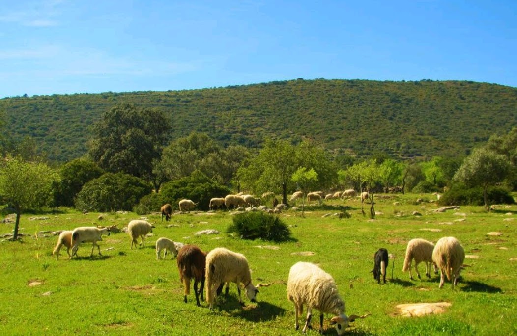 Naturhäuschen in Moncarapacho