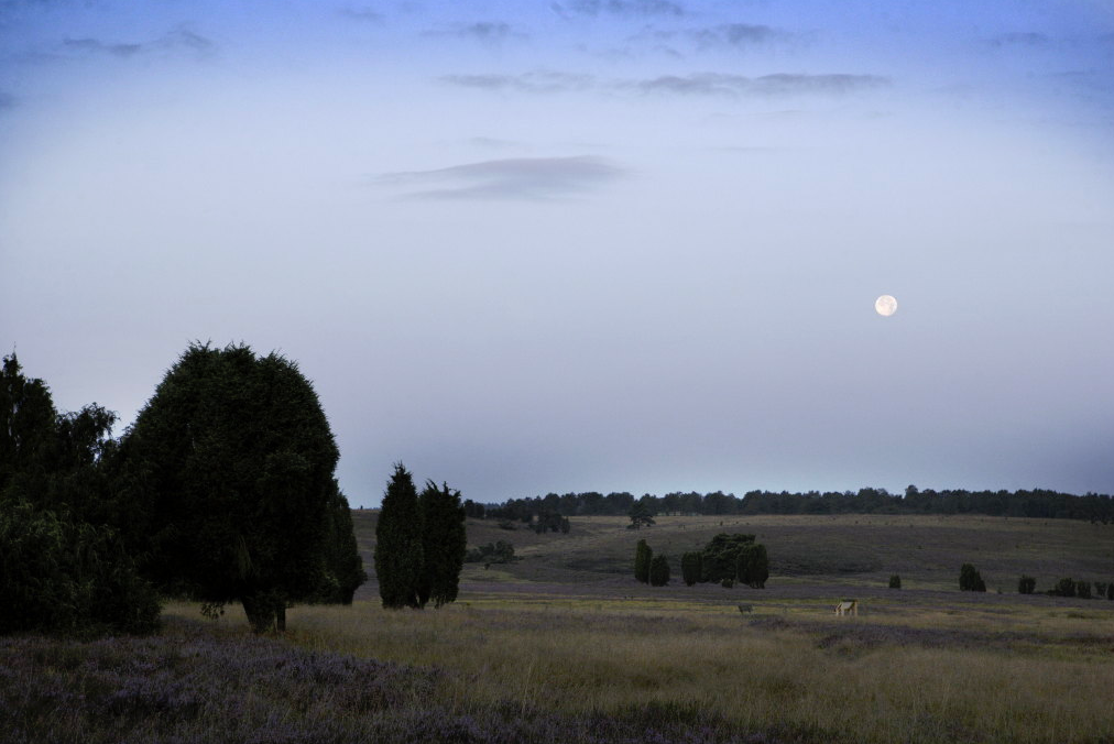 - image: 7