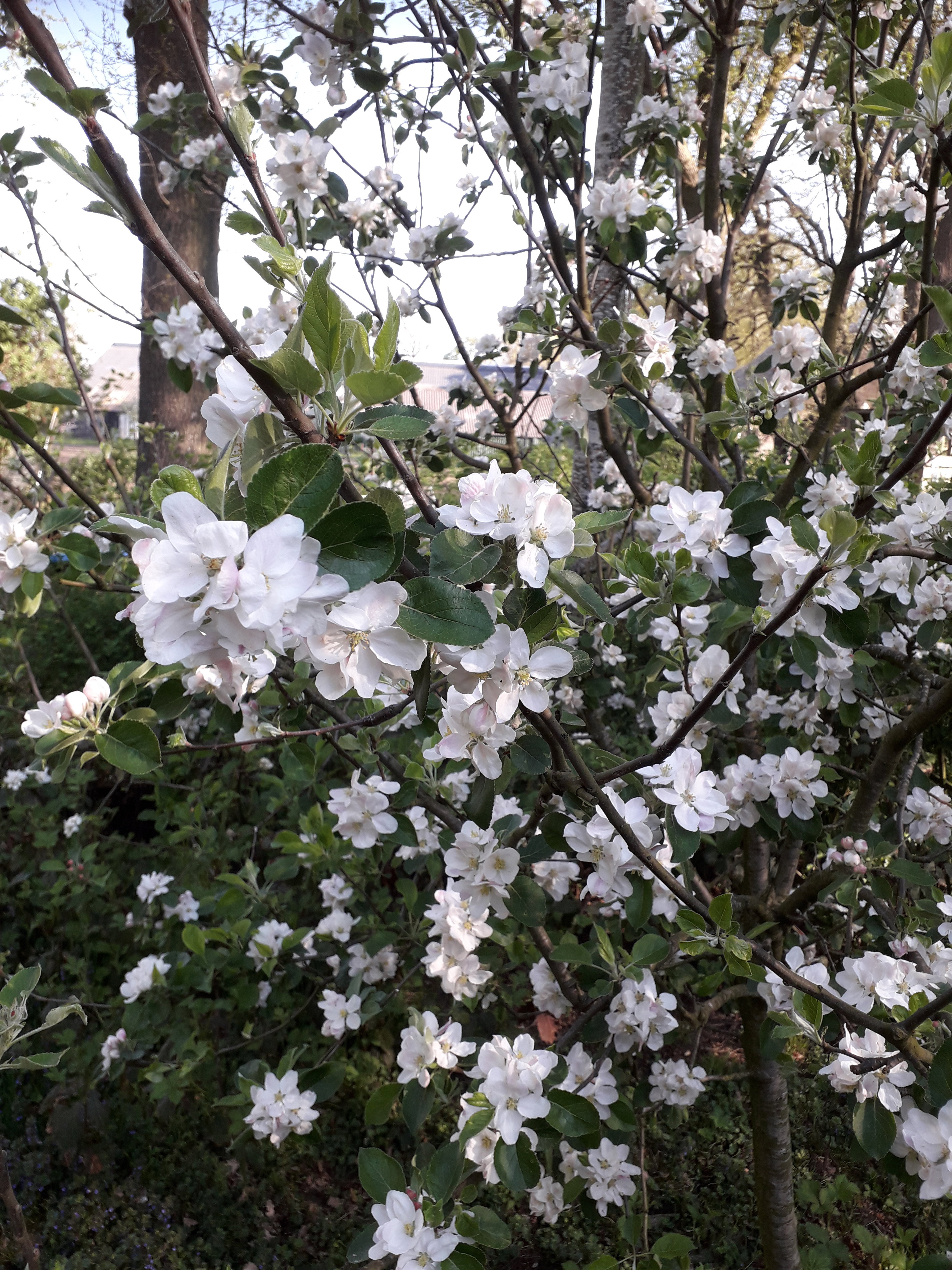Natuurhuisje in Huis ter Heide(Dr.)
