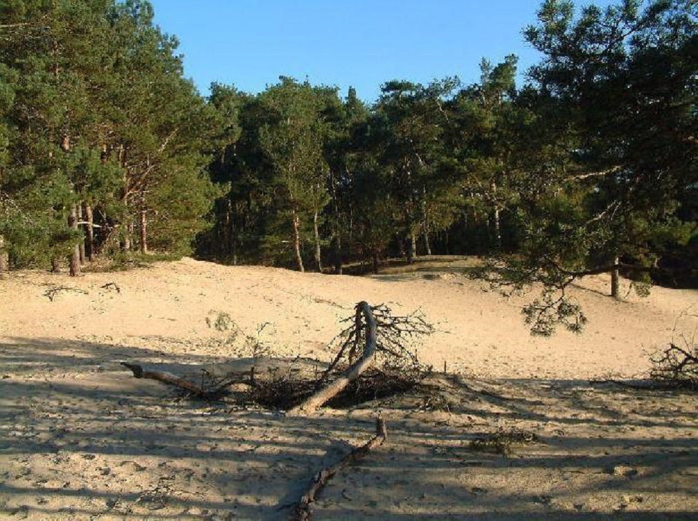 - image: 11