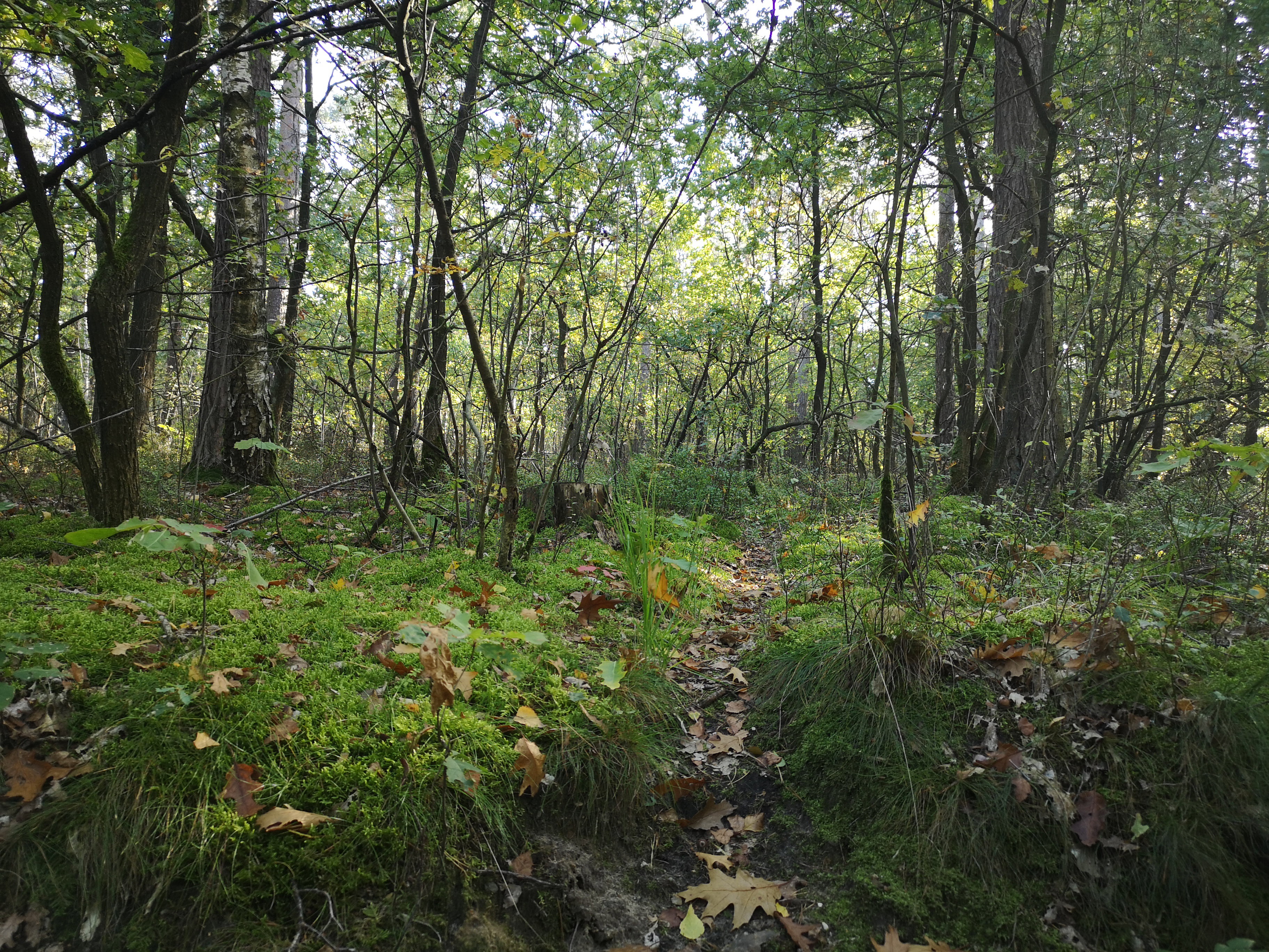 Casa nella natura a Opoeteren