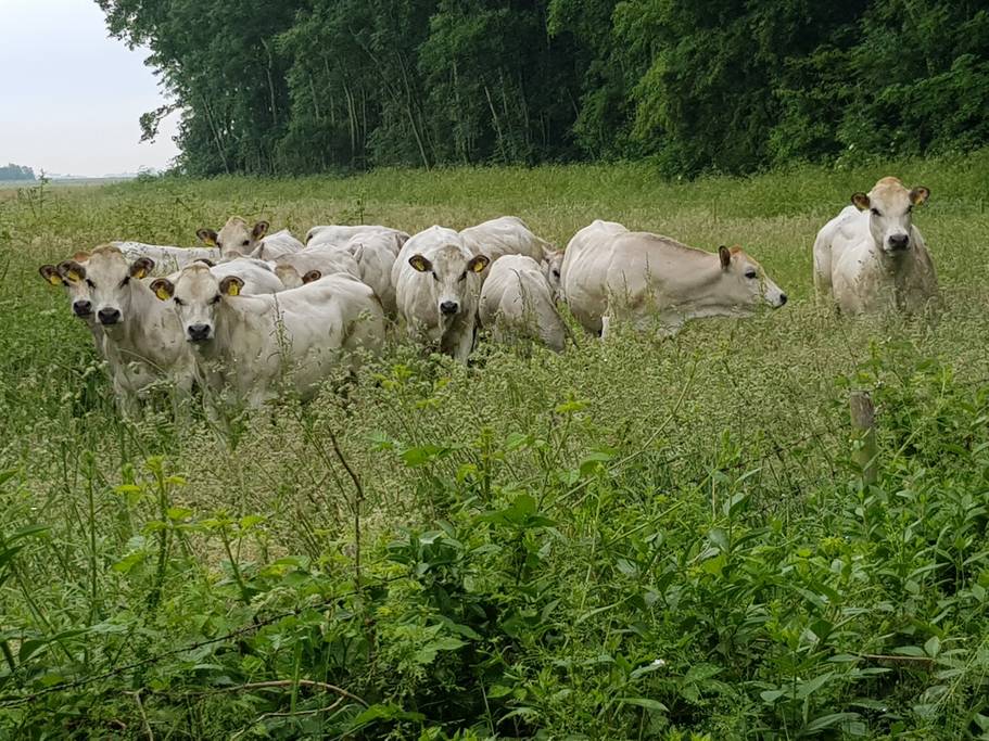 Natuurhuisje in De Cocksdorp