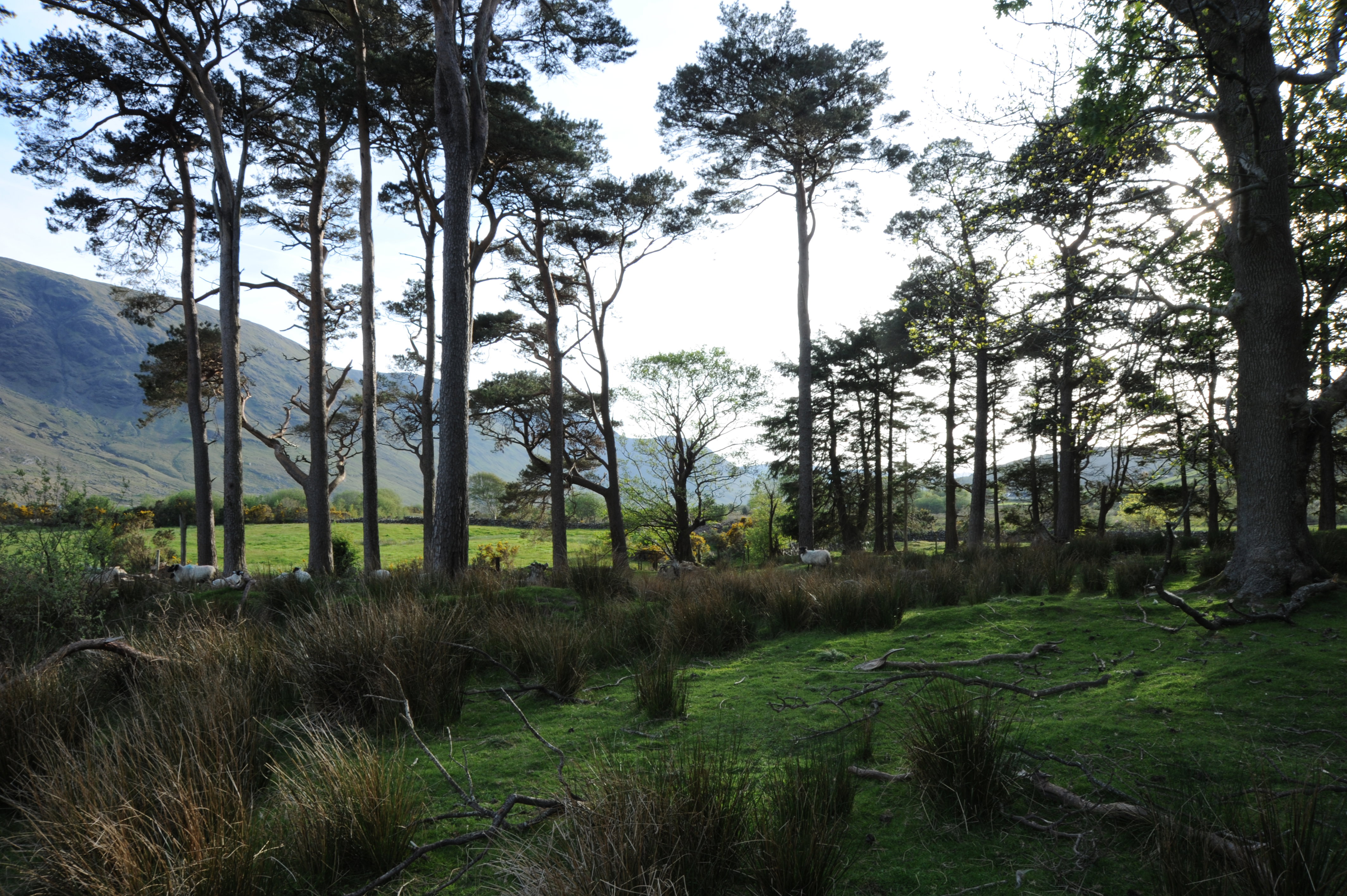 Maison nature à Finney, Co Mayo